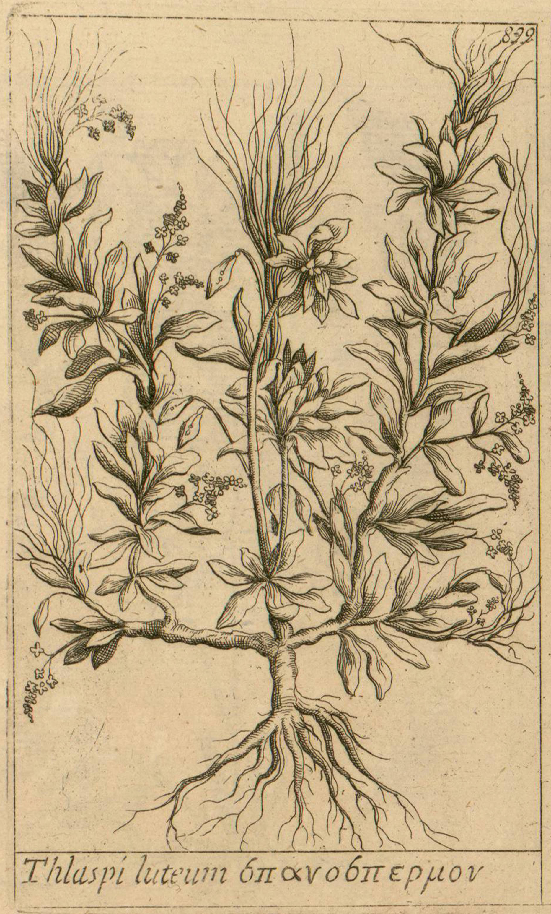 no full size  illustration available (3a)