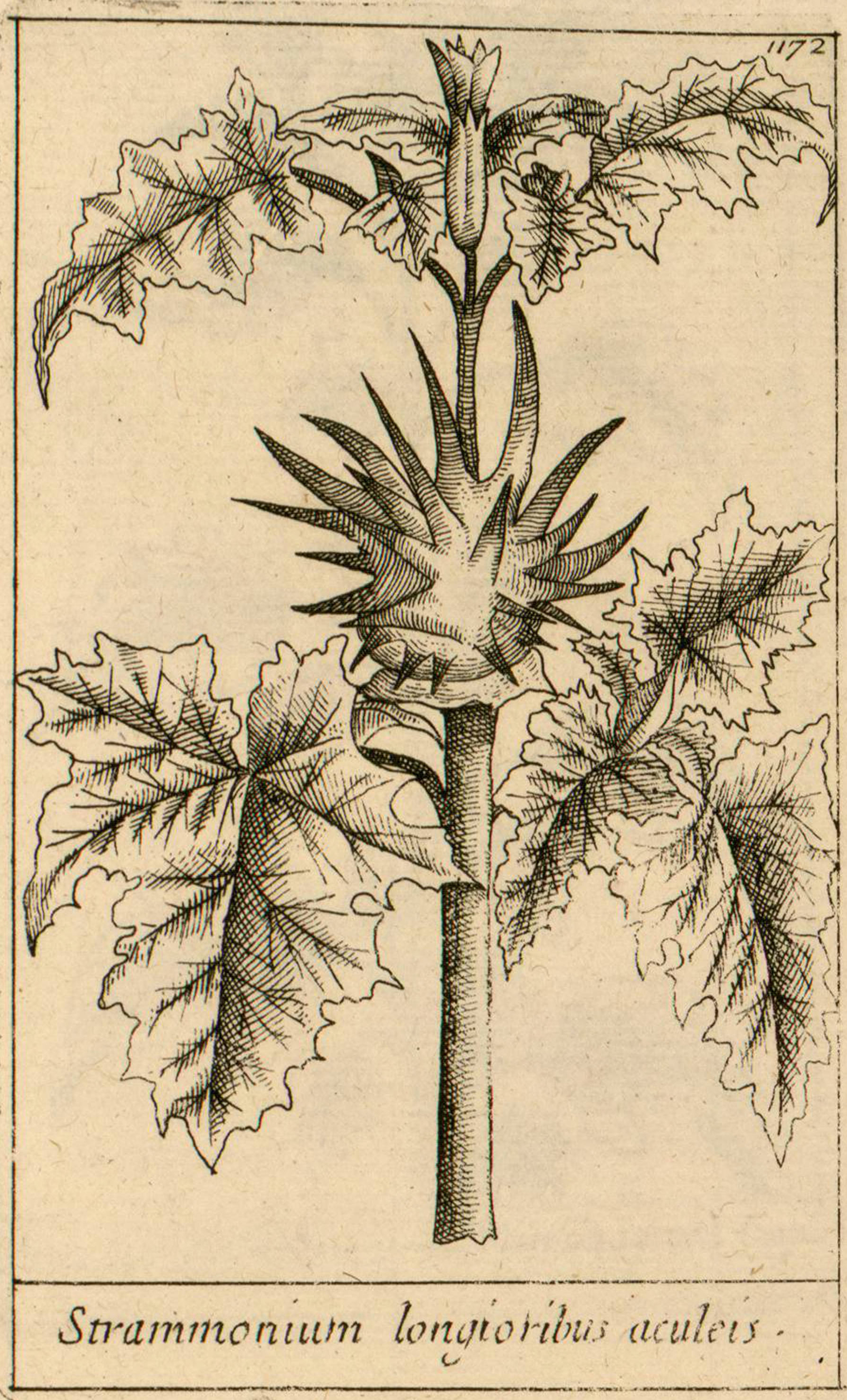 no full size  illustration available (3a)