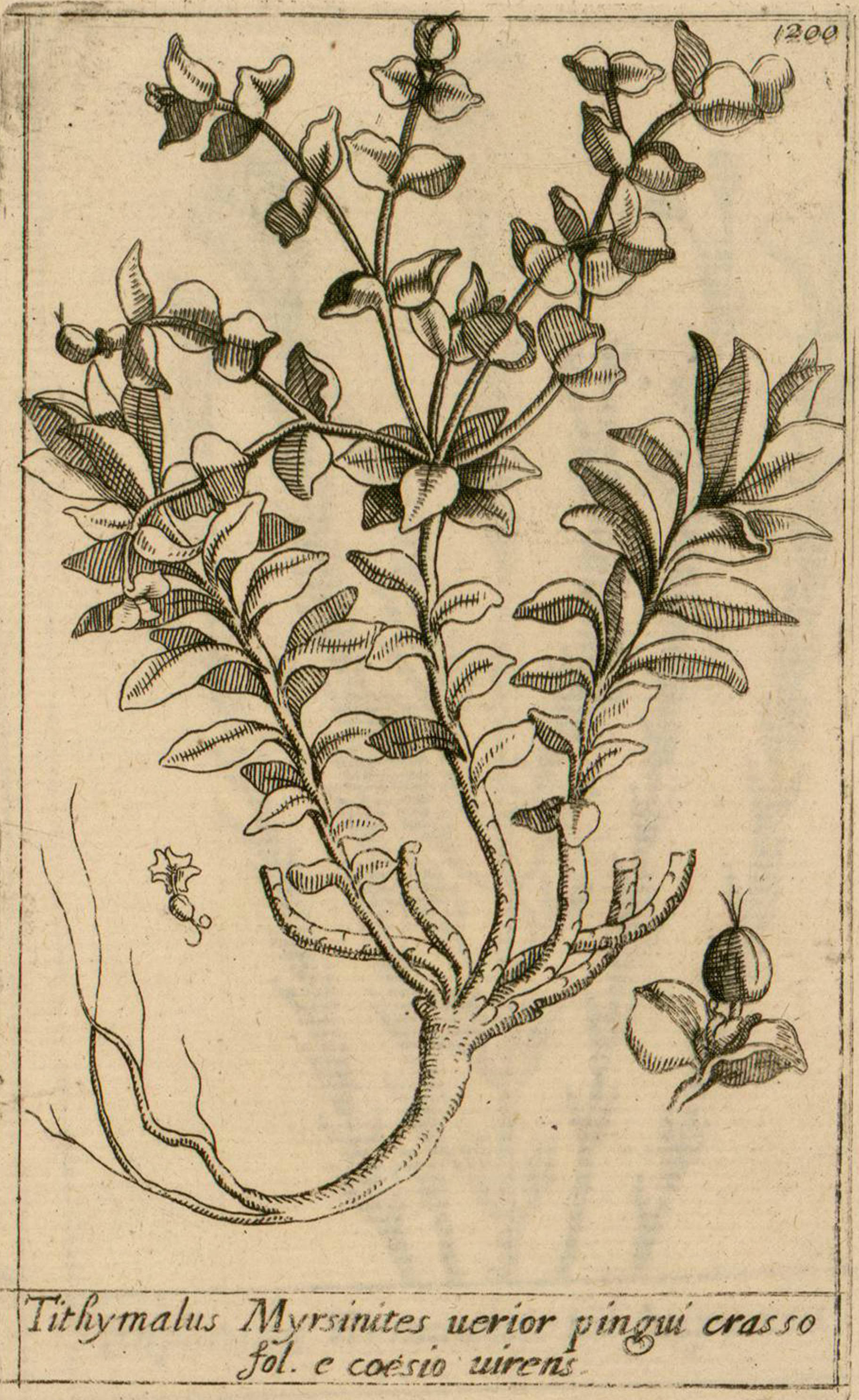 no full size  illustration available (3a)