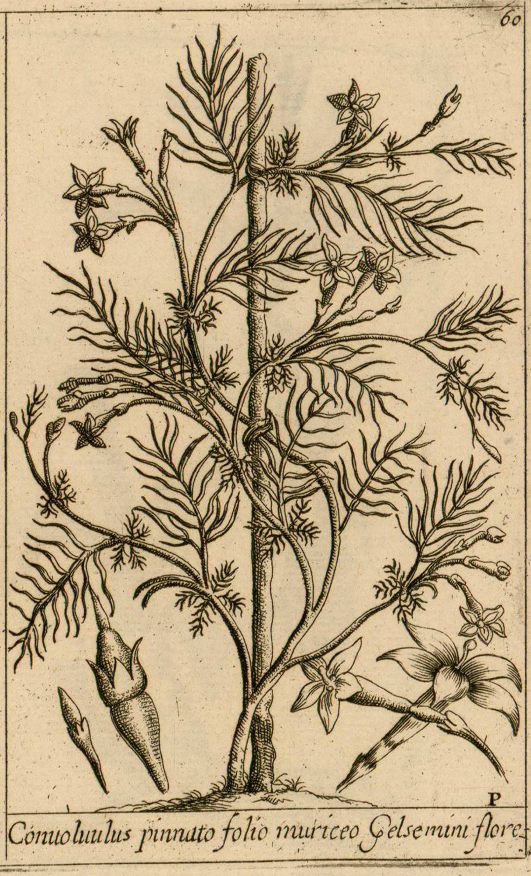 no full size  illustration available (3a)