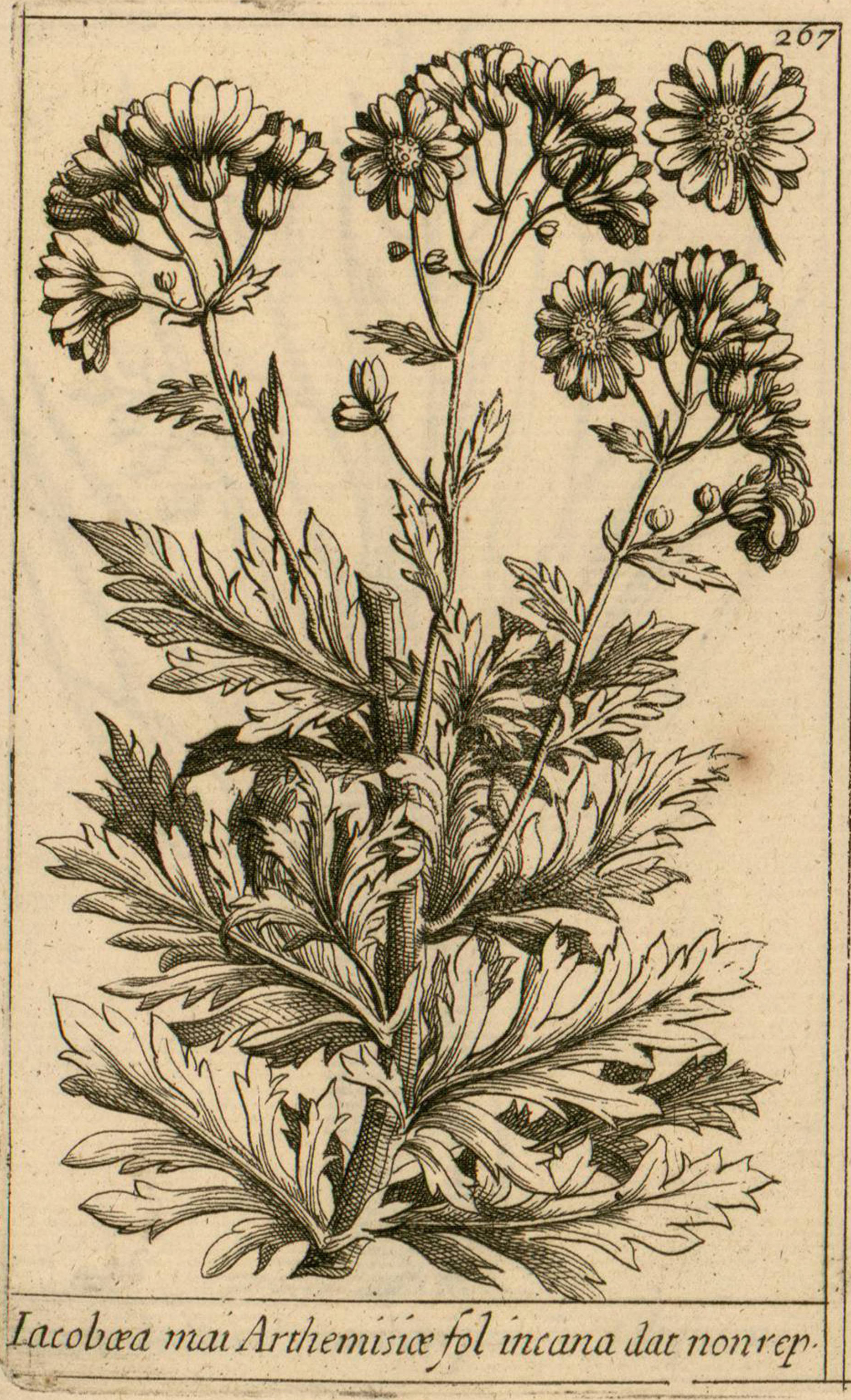 no full size  illustration available (3a)