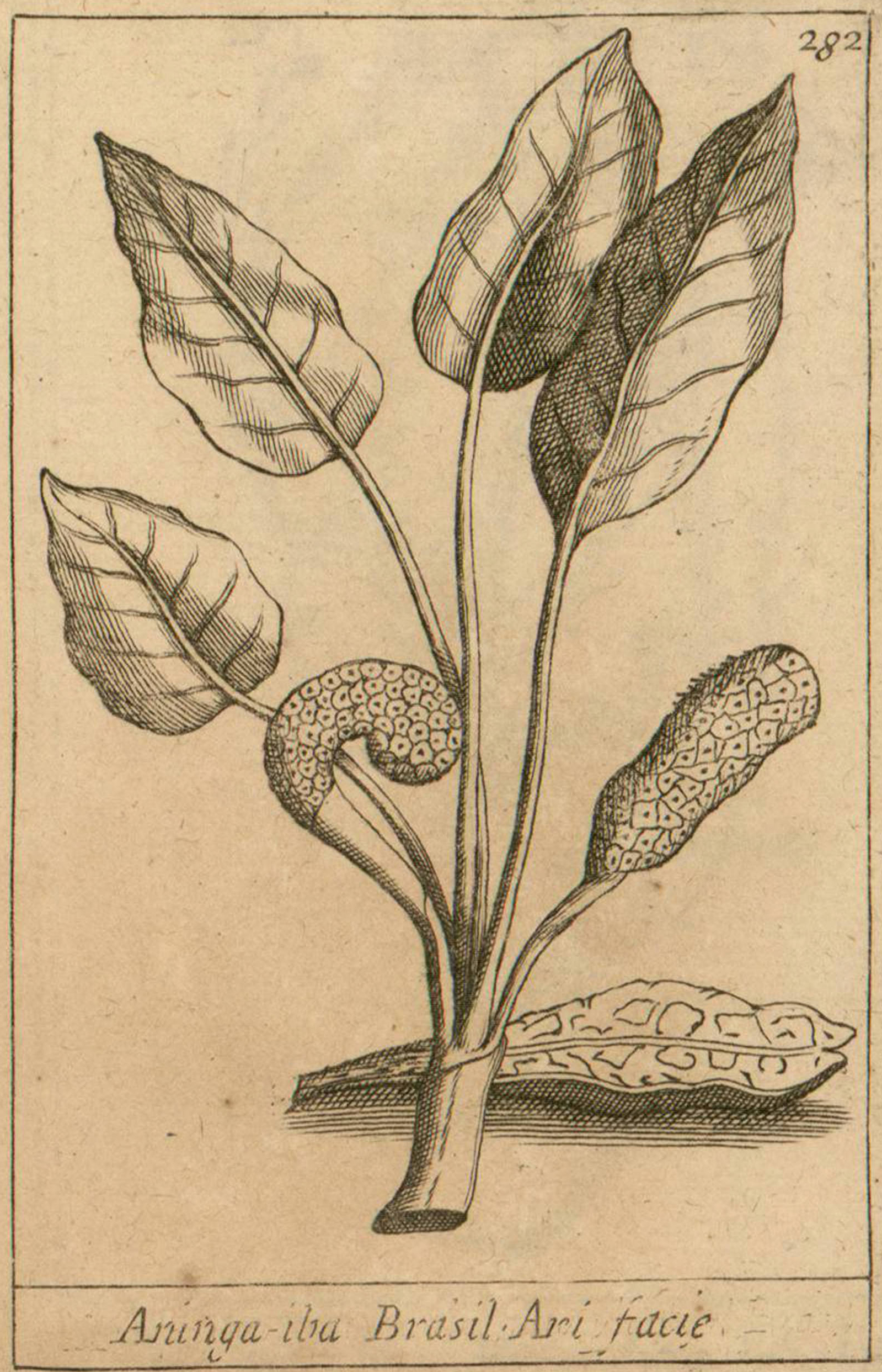 no full size  illustration available (3a)