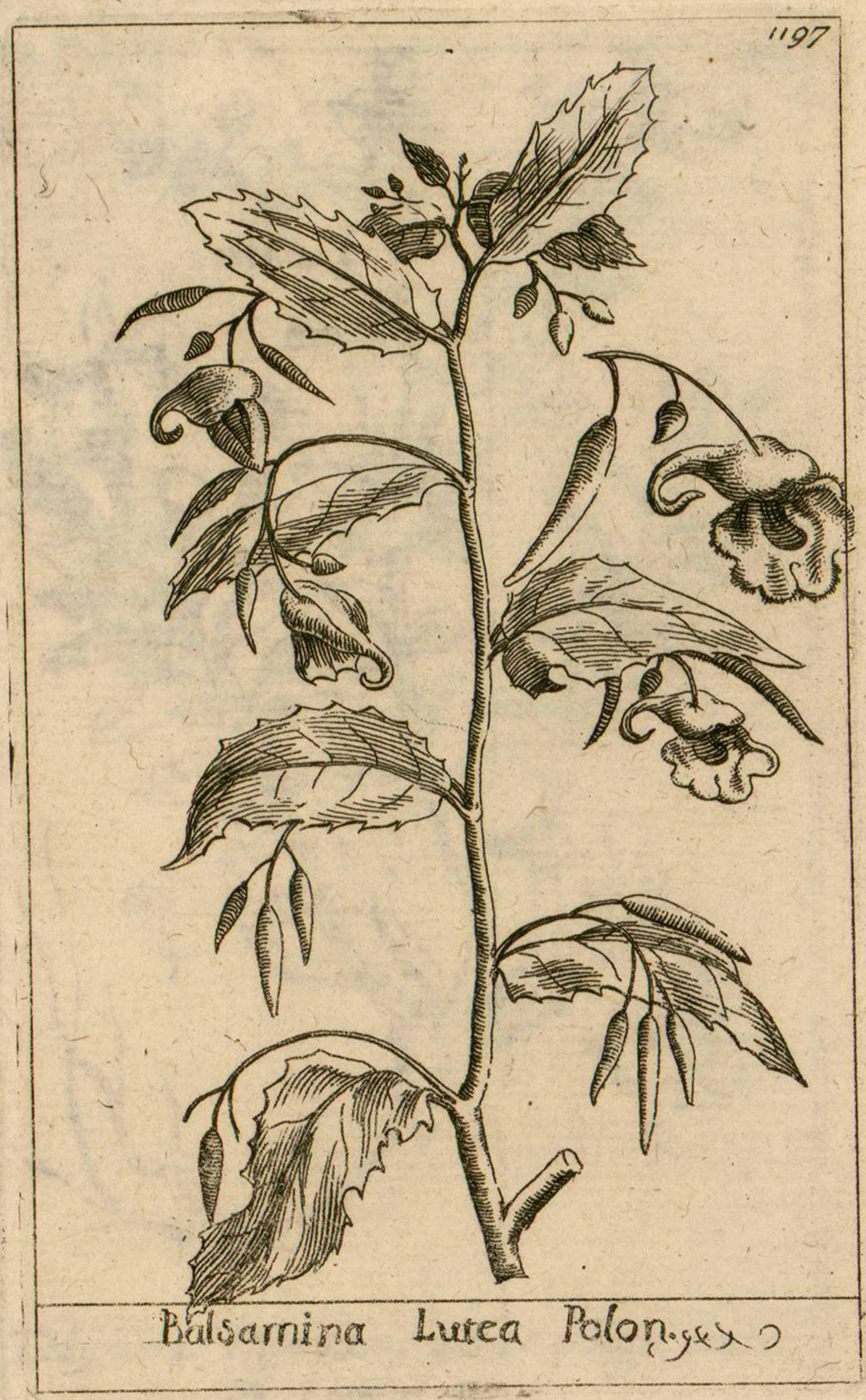 no full size  illustration available (3a)