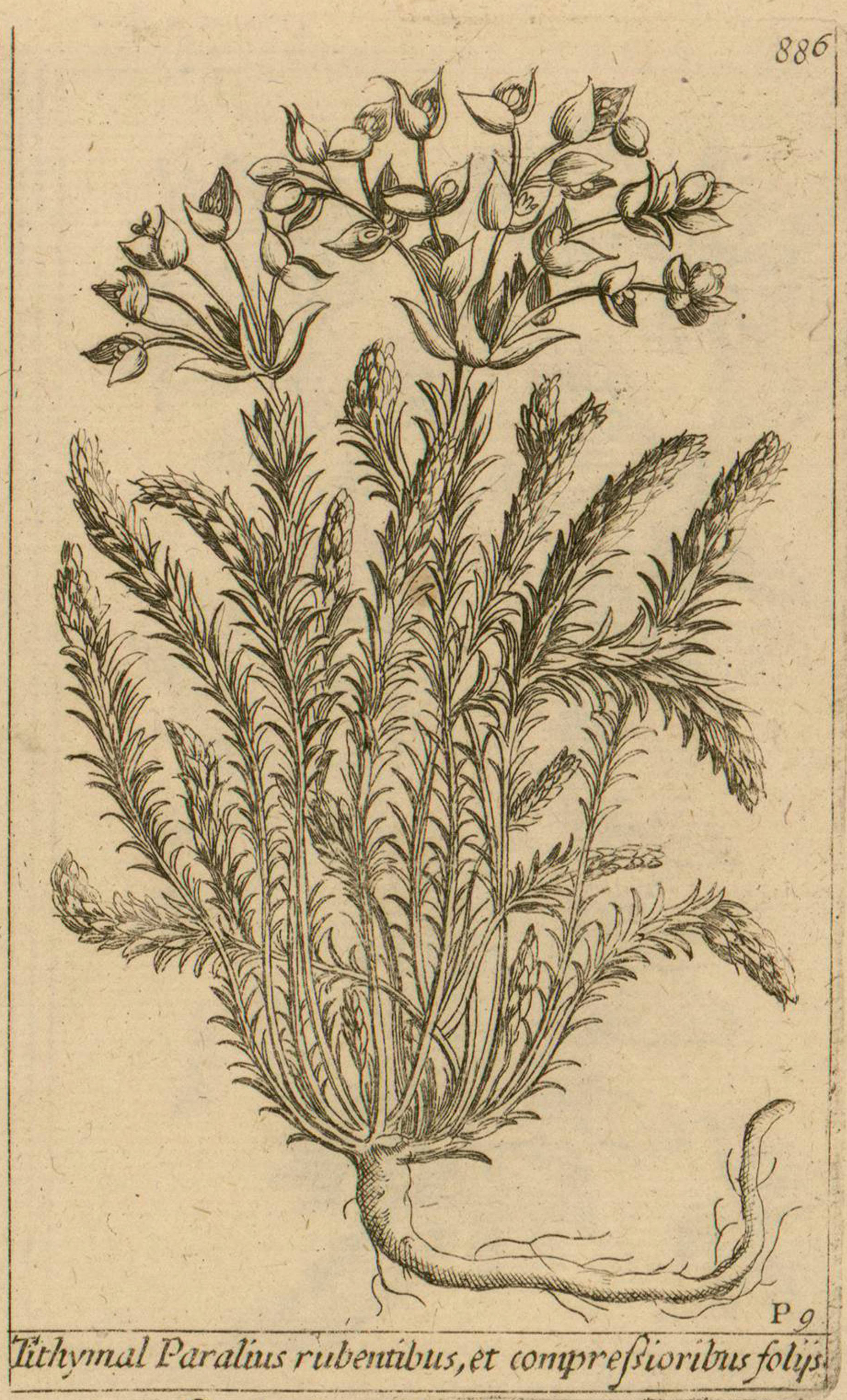 no full size  illustration available (3a)