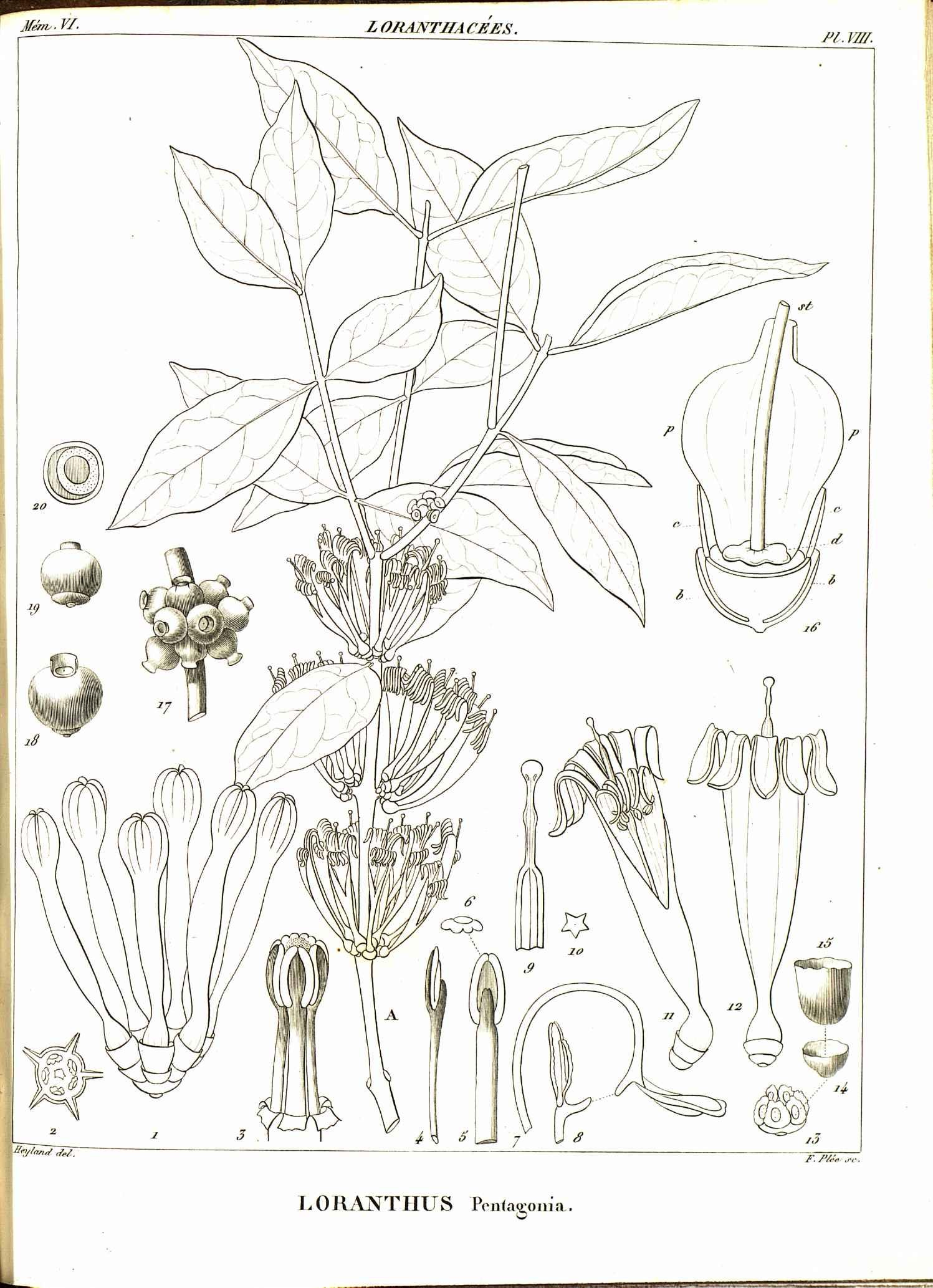 no full size  illustration available (3a)