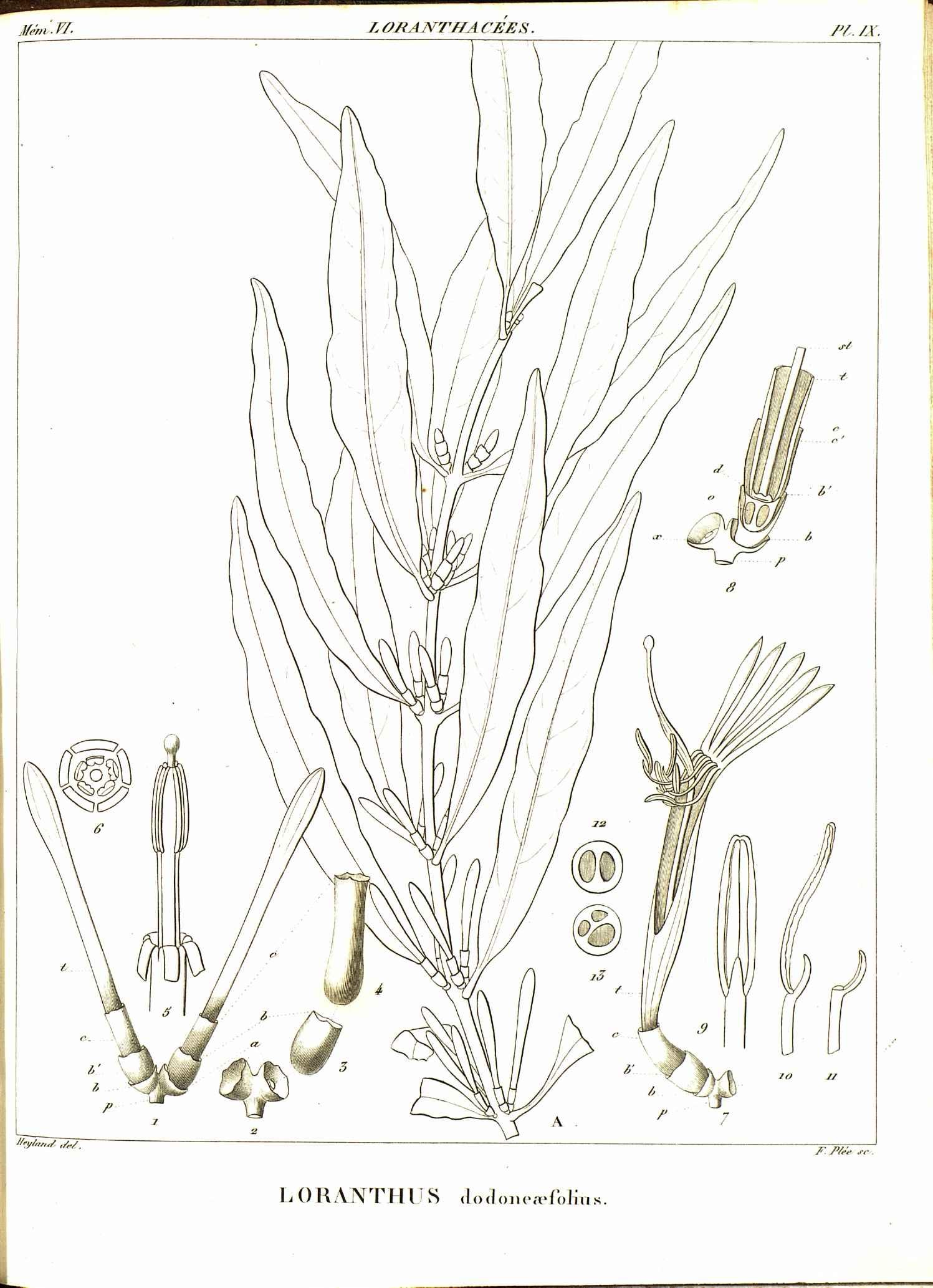 no full size  illustration available (3a)