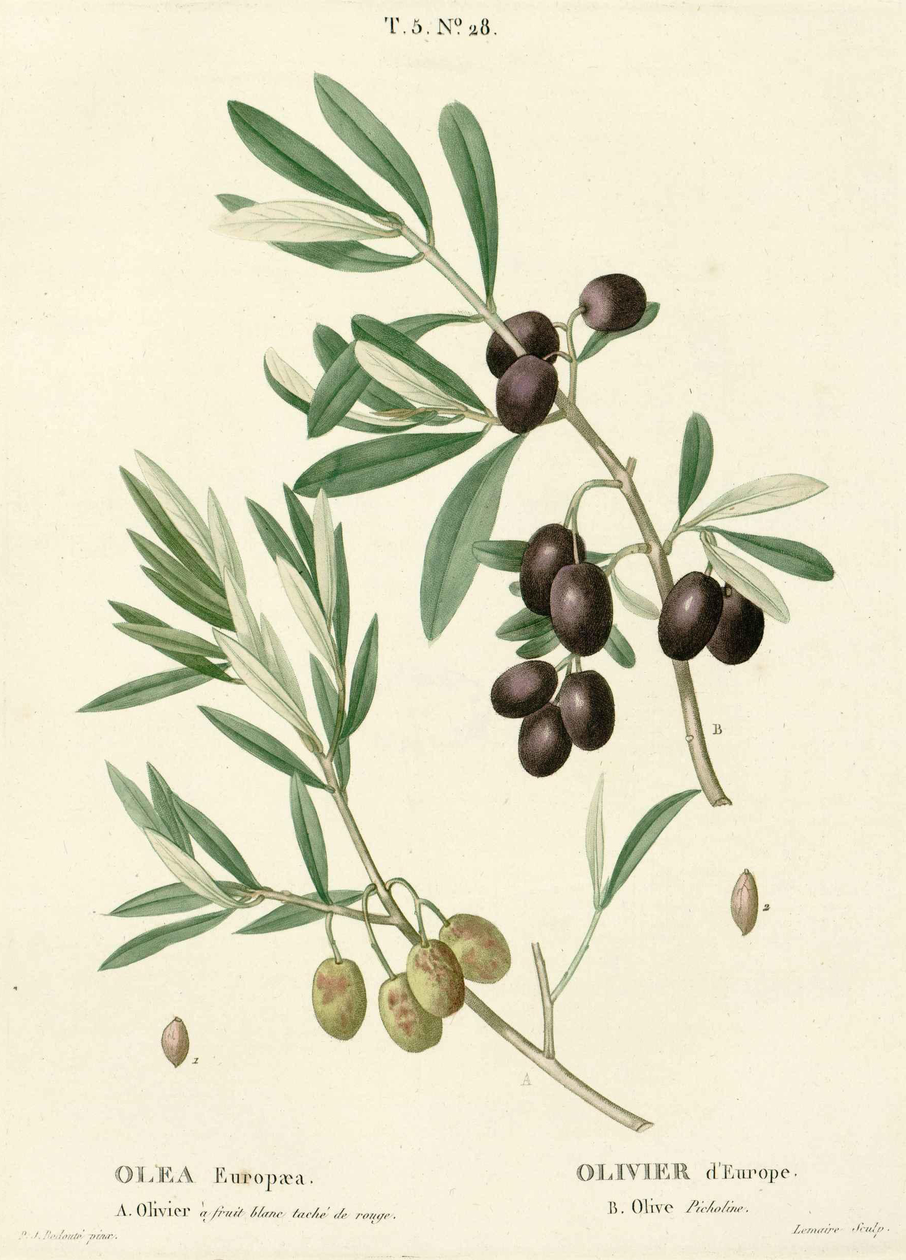 no full size  illustration available (3a)