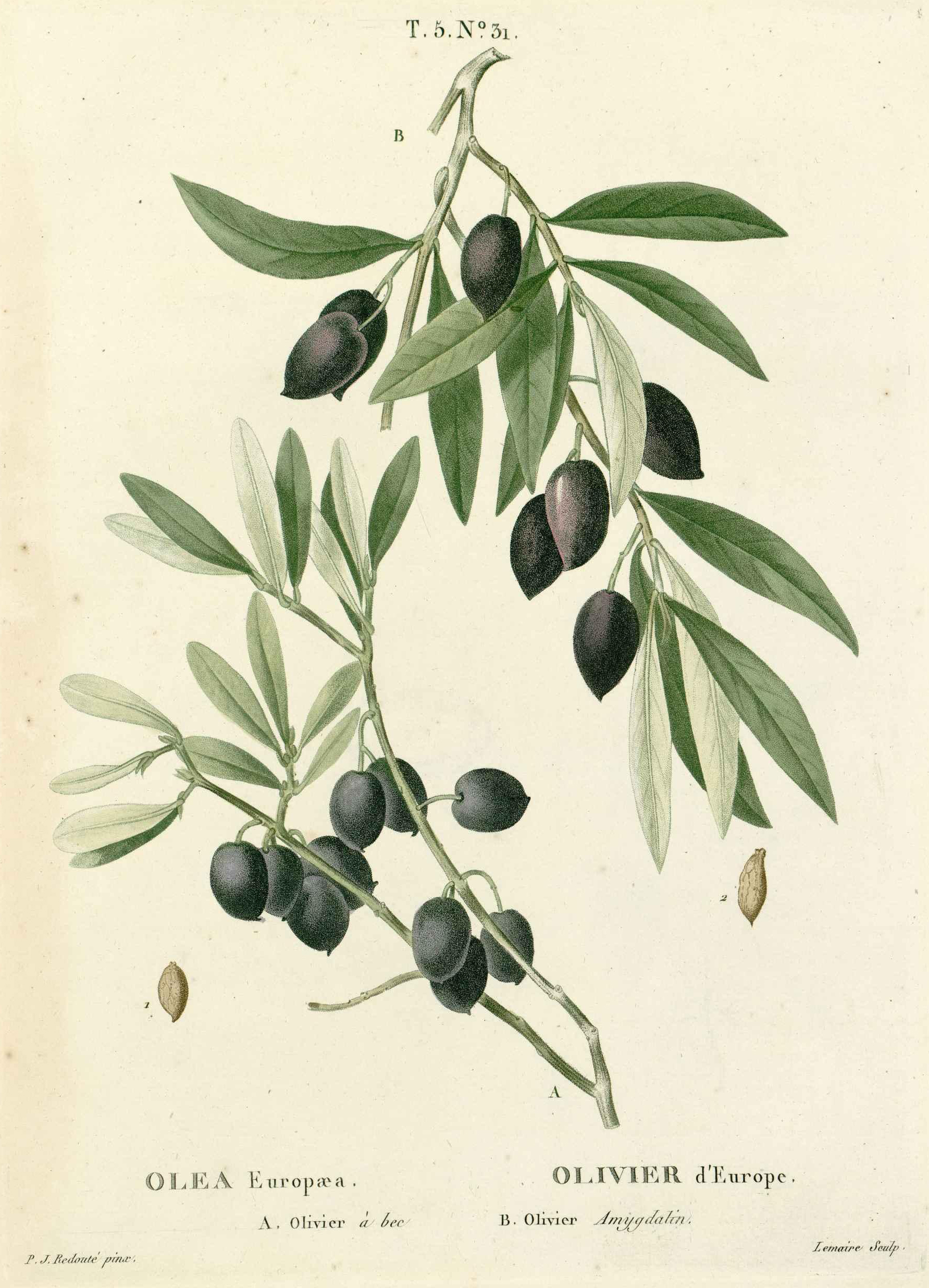 no full size  illustration available (3a)