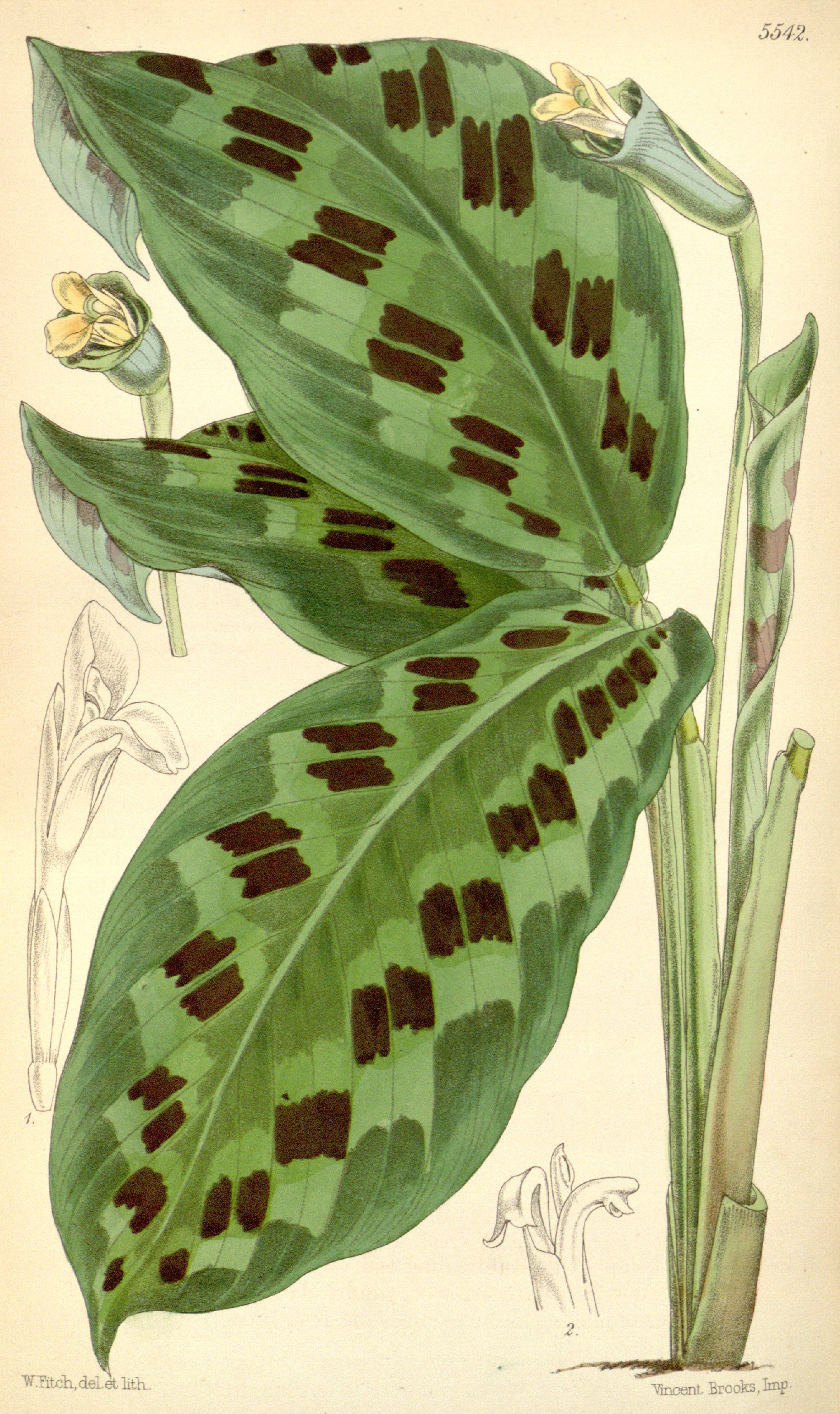 no full size  illustration available (3a)