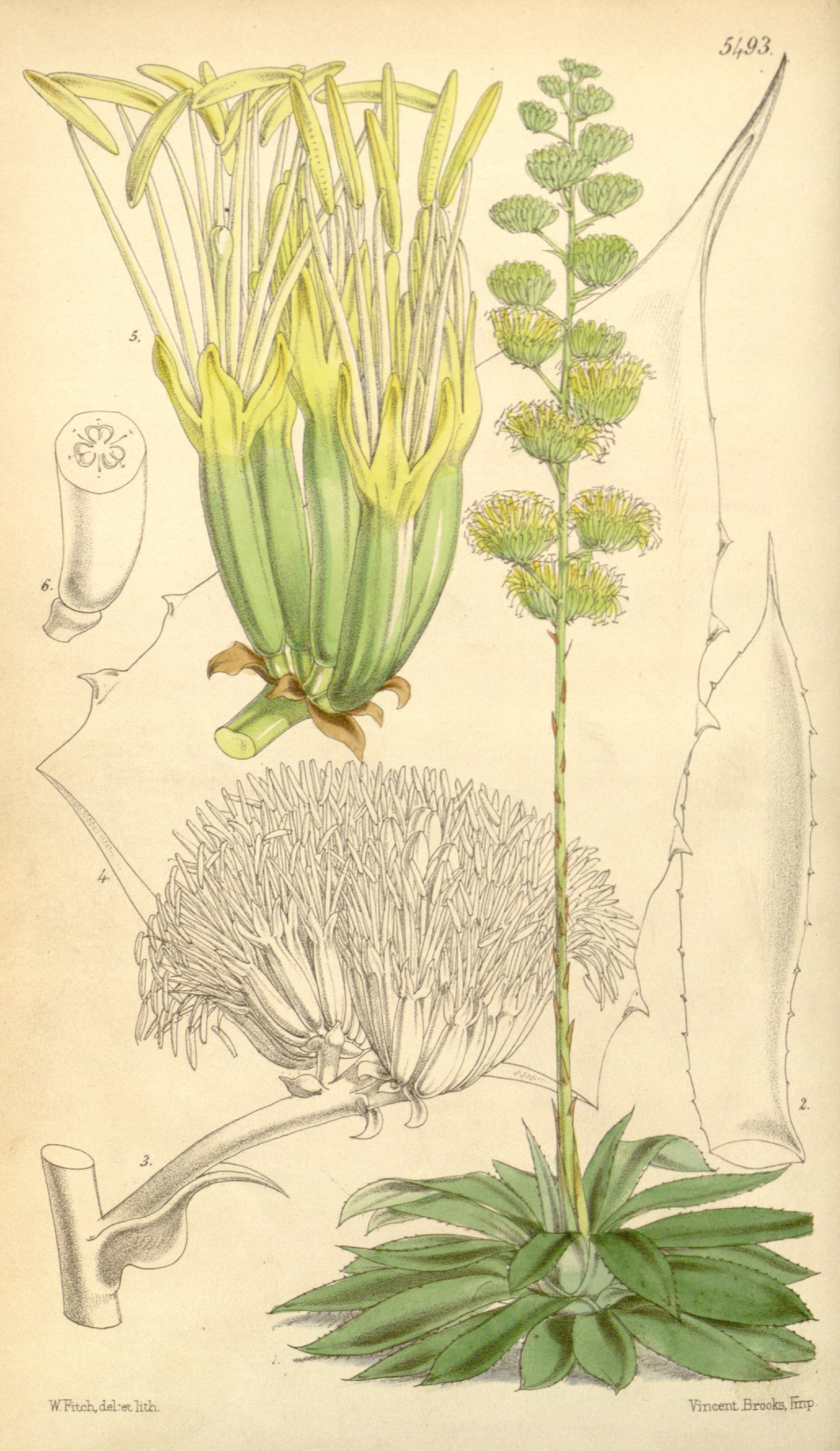 no full size  illustration available (3a)