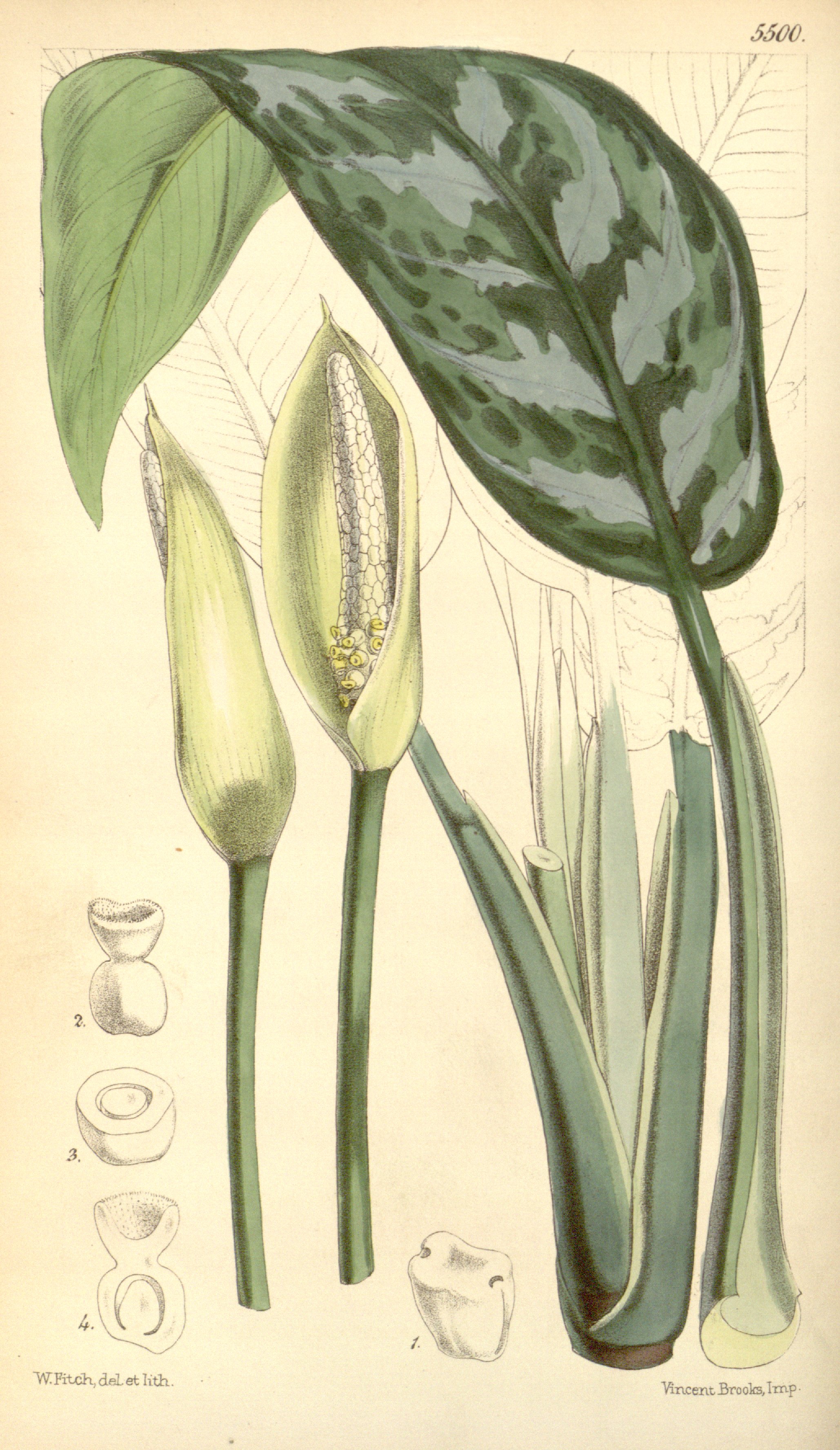 no full size  illustration available (3a)