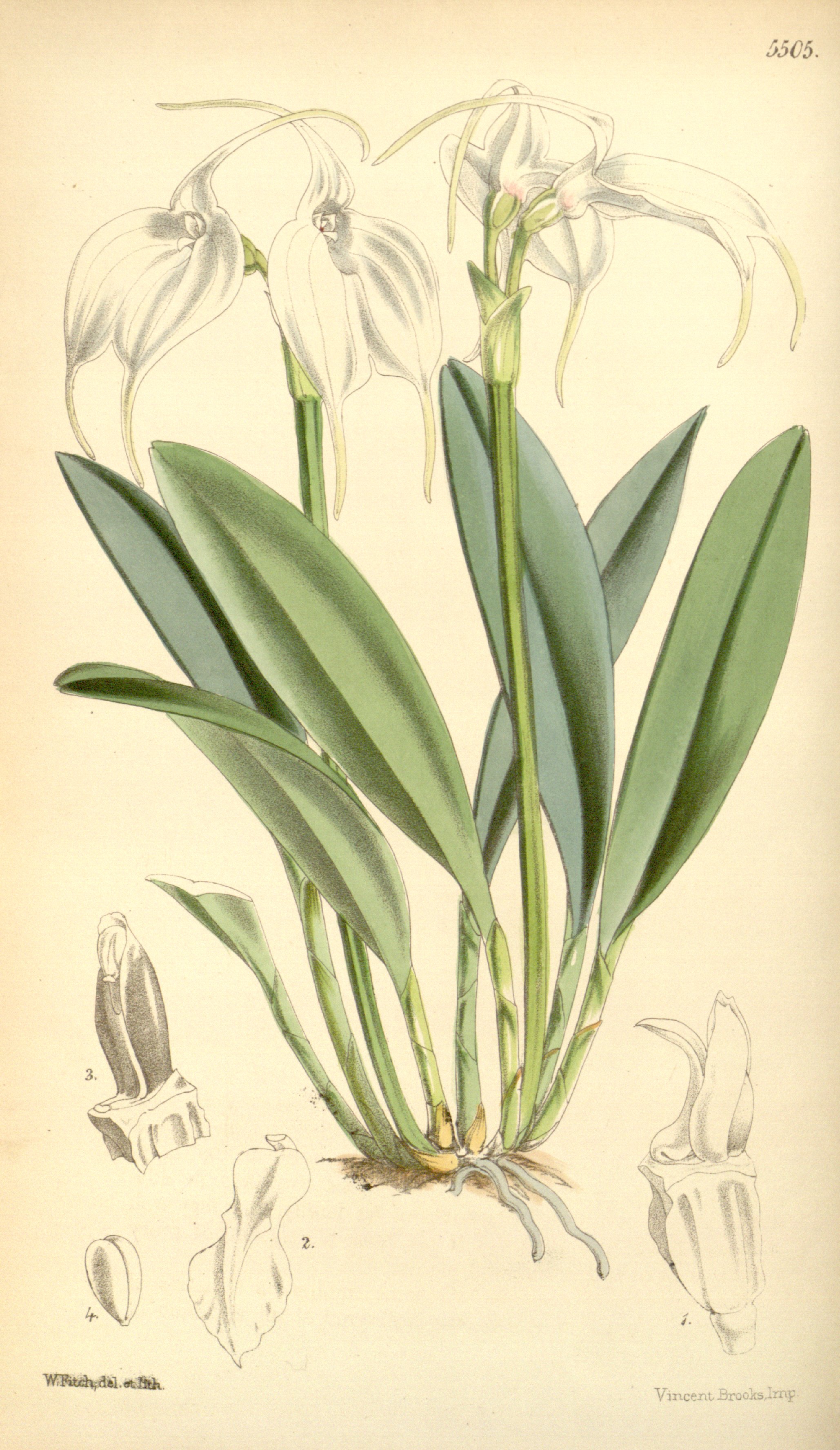 no full size  illustration available (3a)