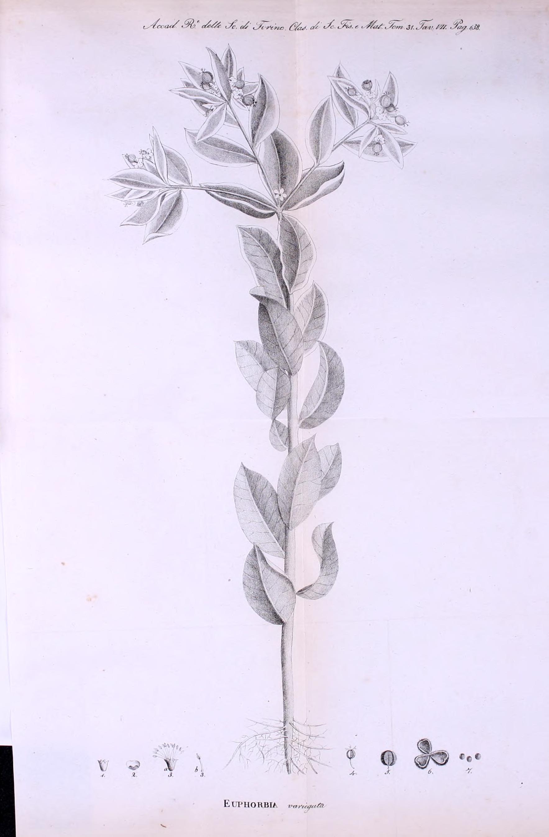 no full size  illustration available (3a)