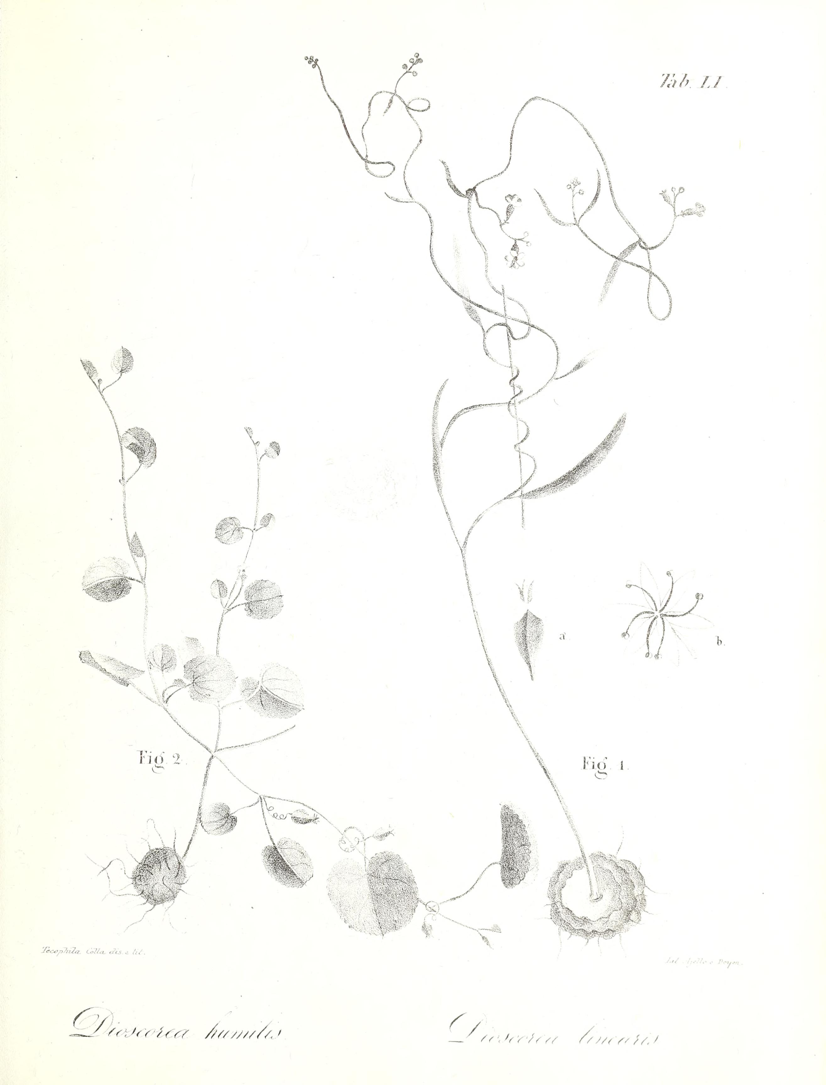 no full size  illustration available (3a)