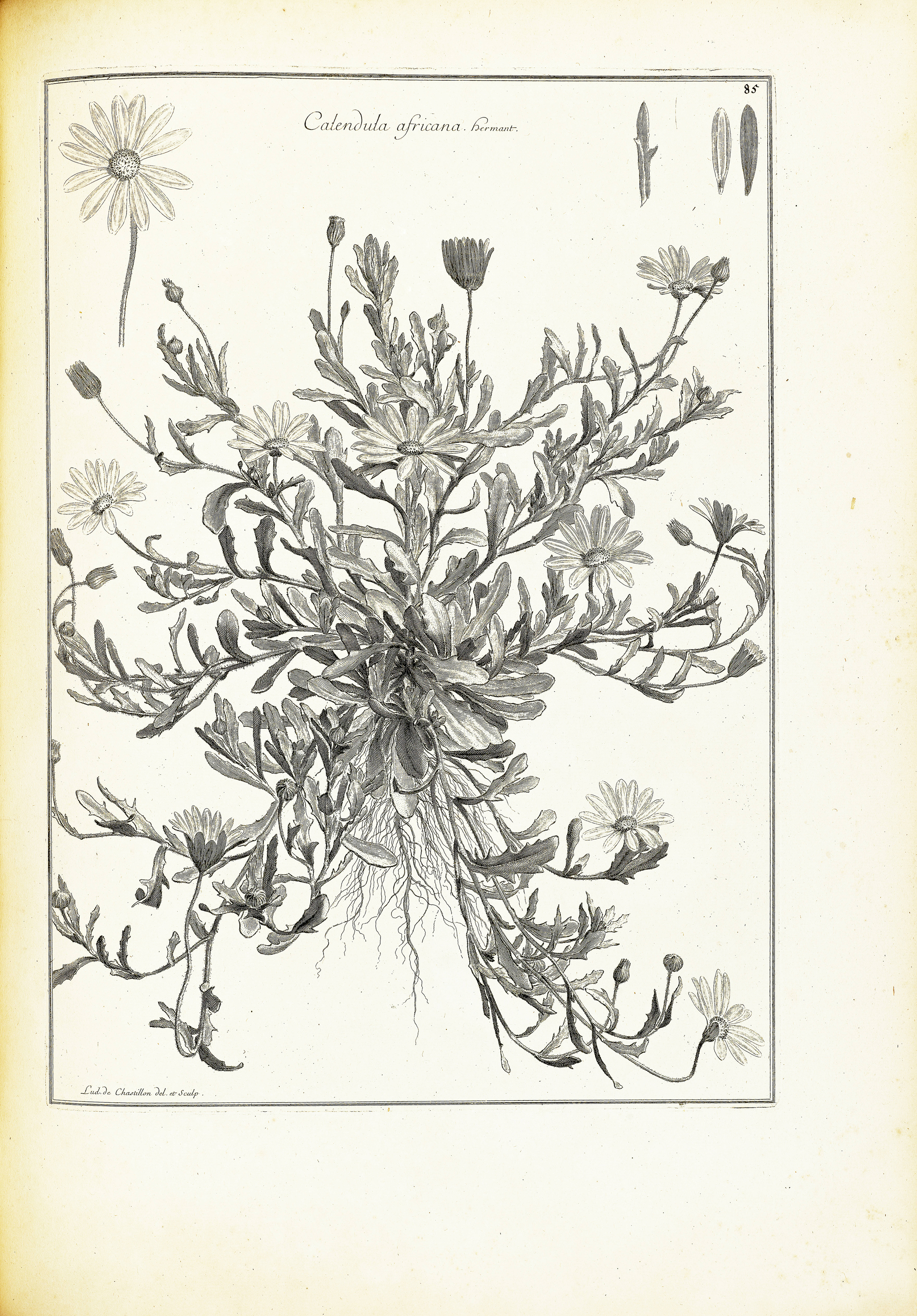 no full size  illustration available (3a)