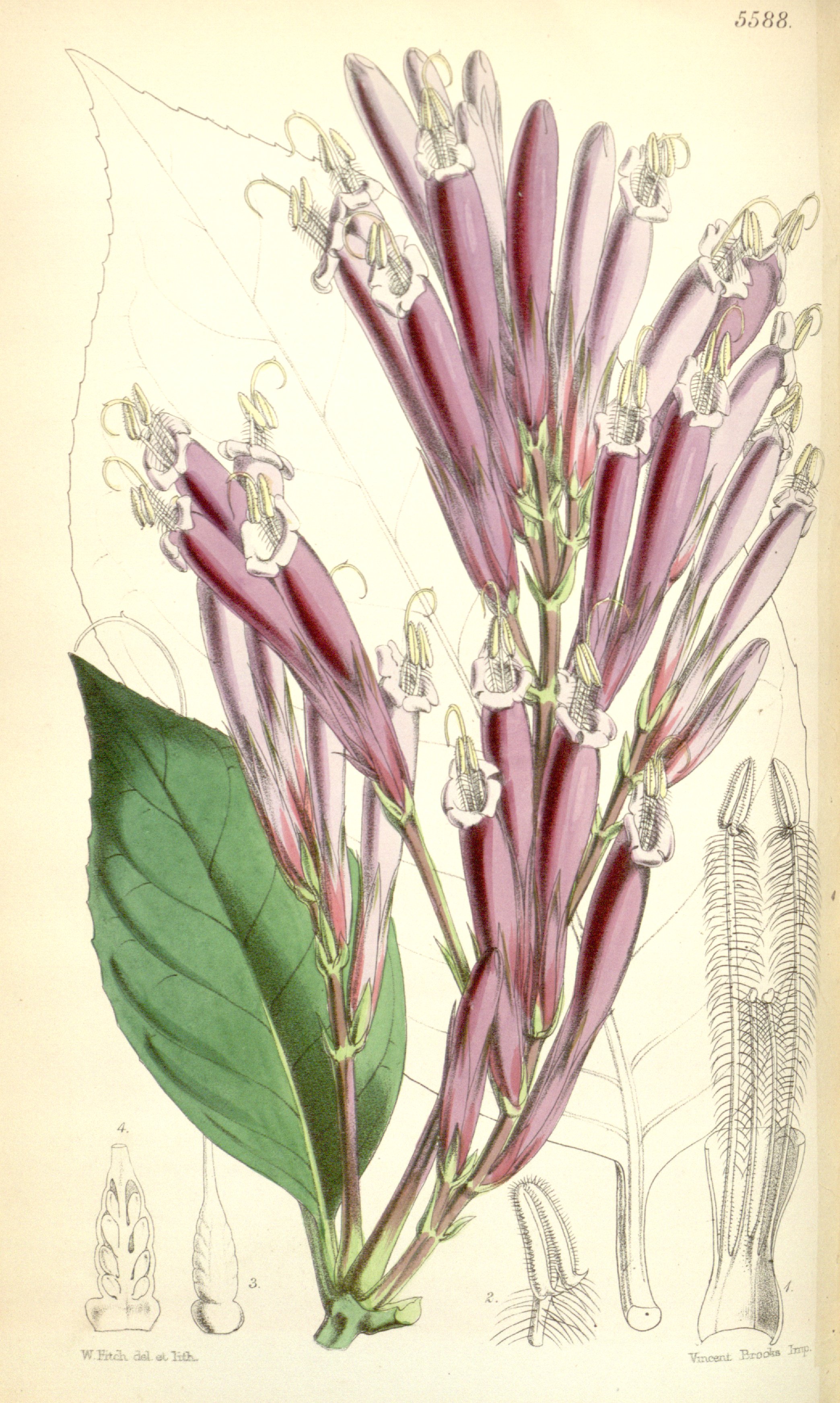 no full size  illustration available (3a)