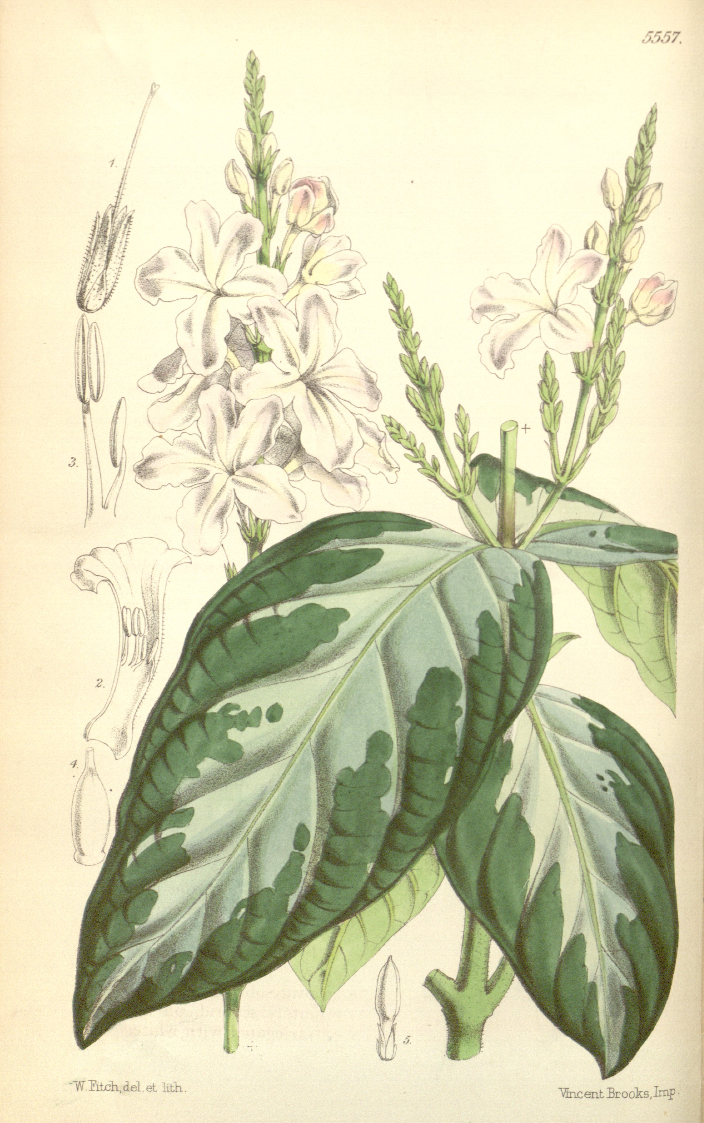 no full size  illustration available (3a)