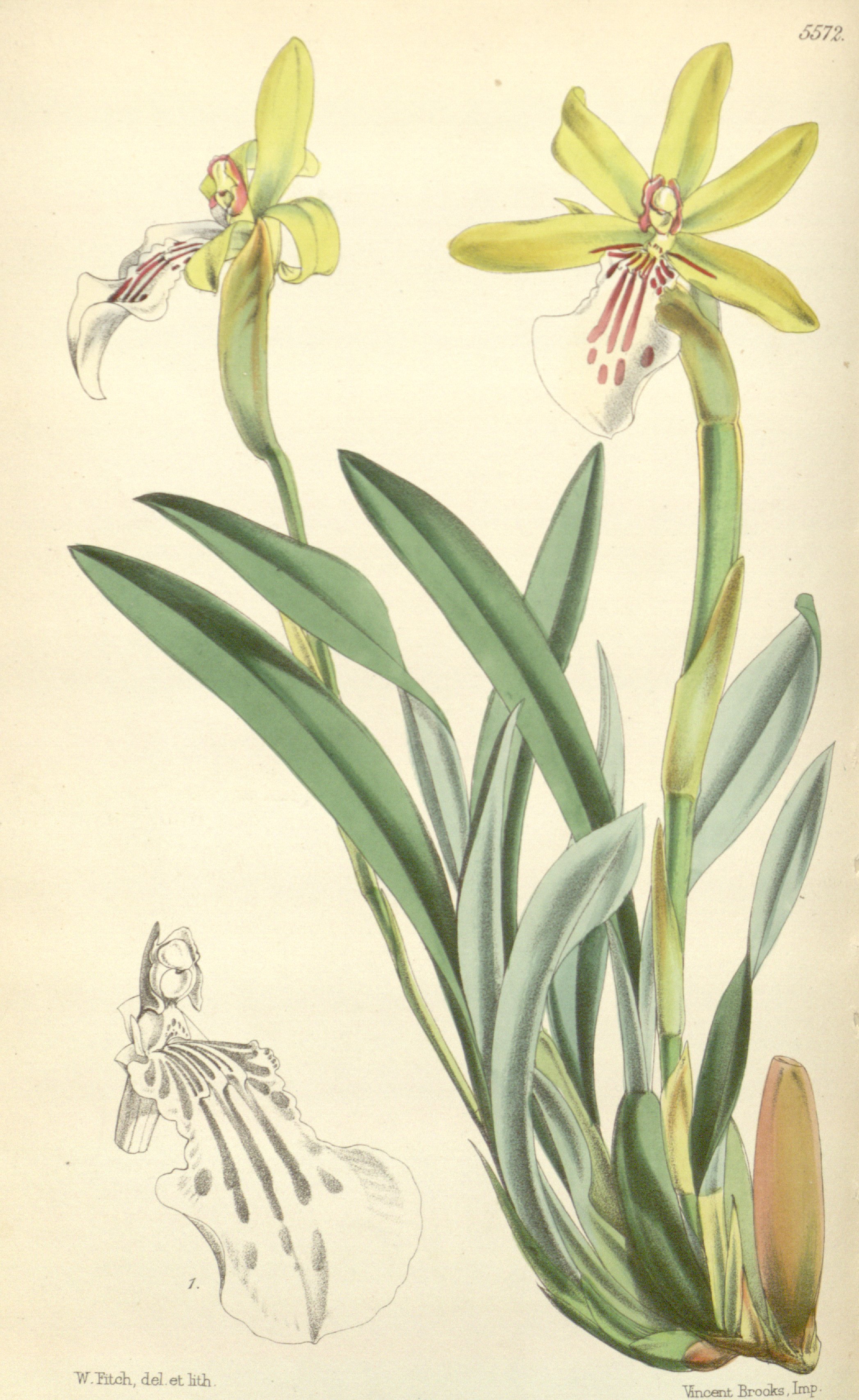 no full size  illustration available (3a)