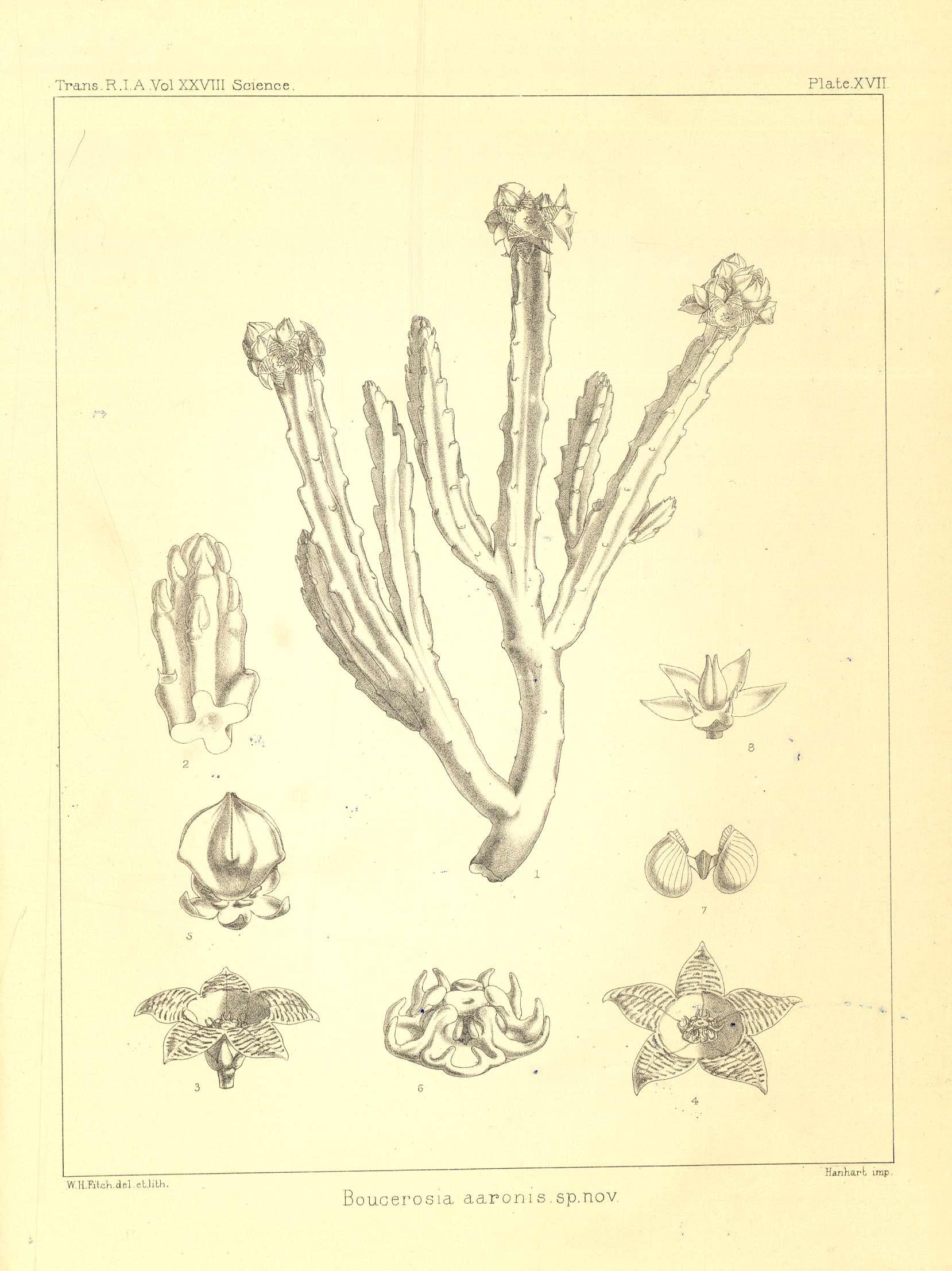 no full size  illustration available (3a)