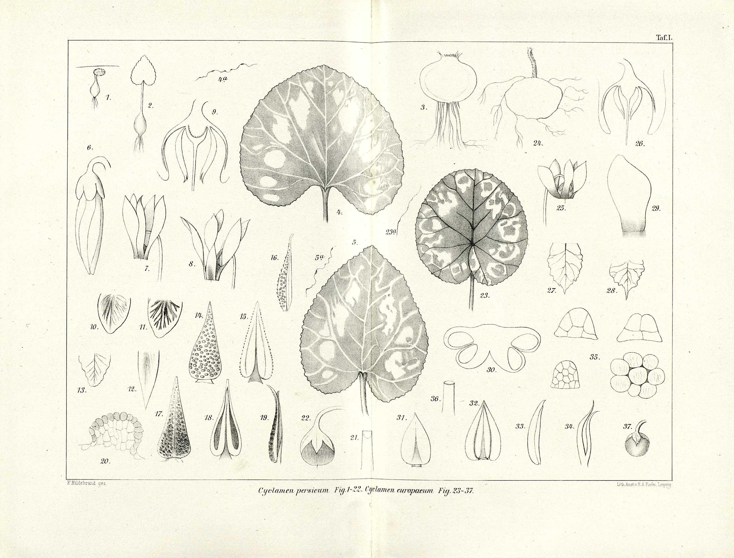 no full size  illustration available (3a)