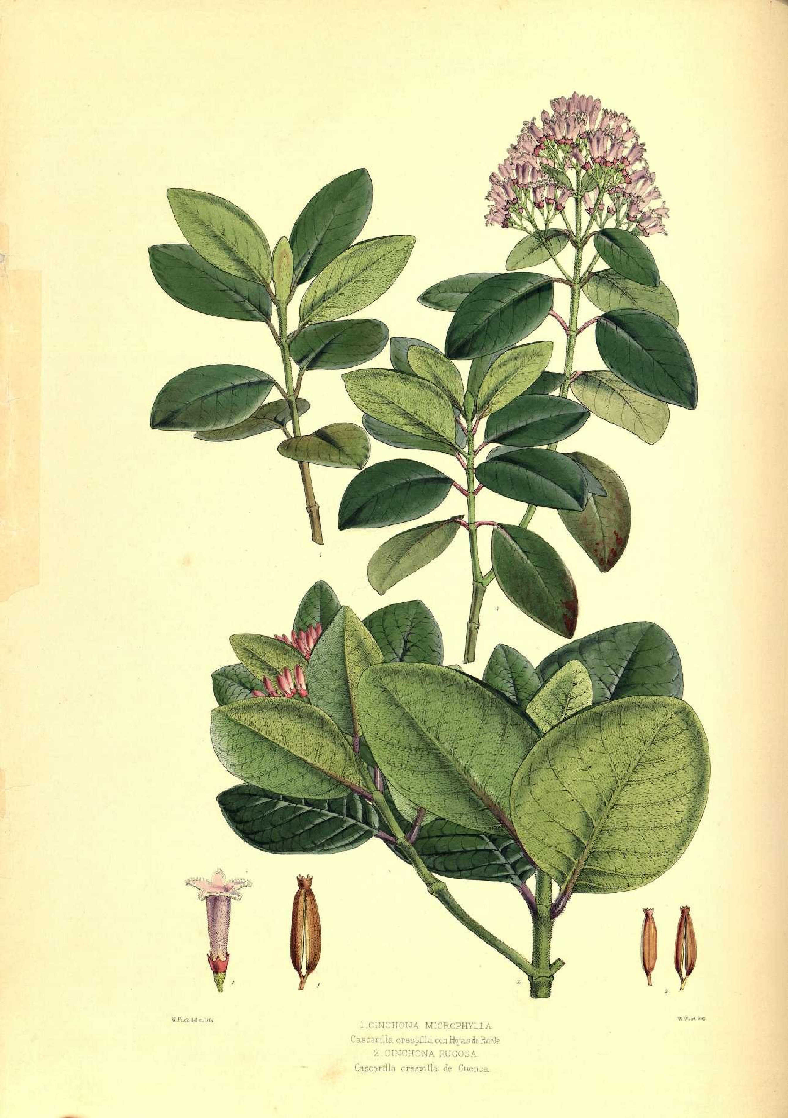 no full size  illustration available (3a)