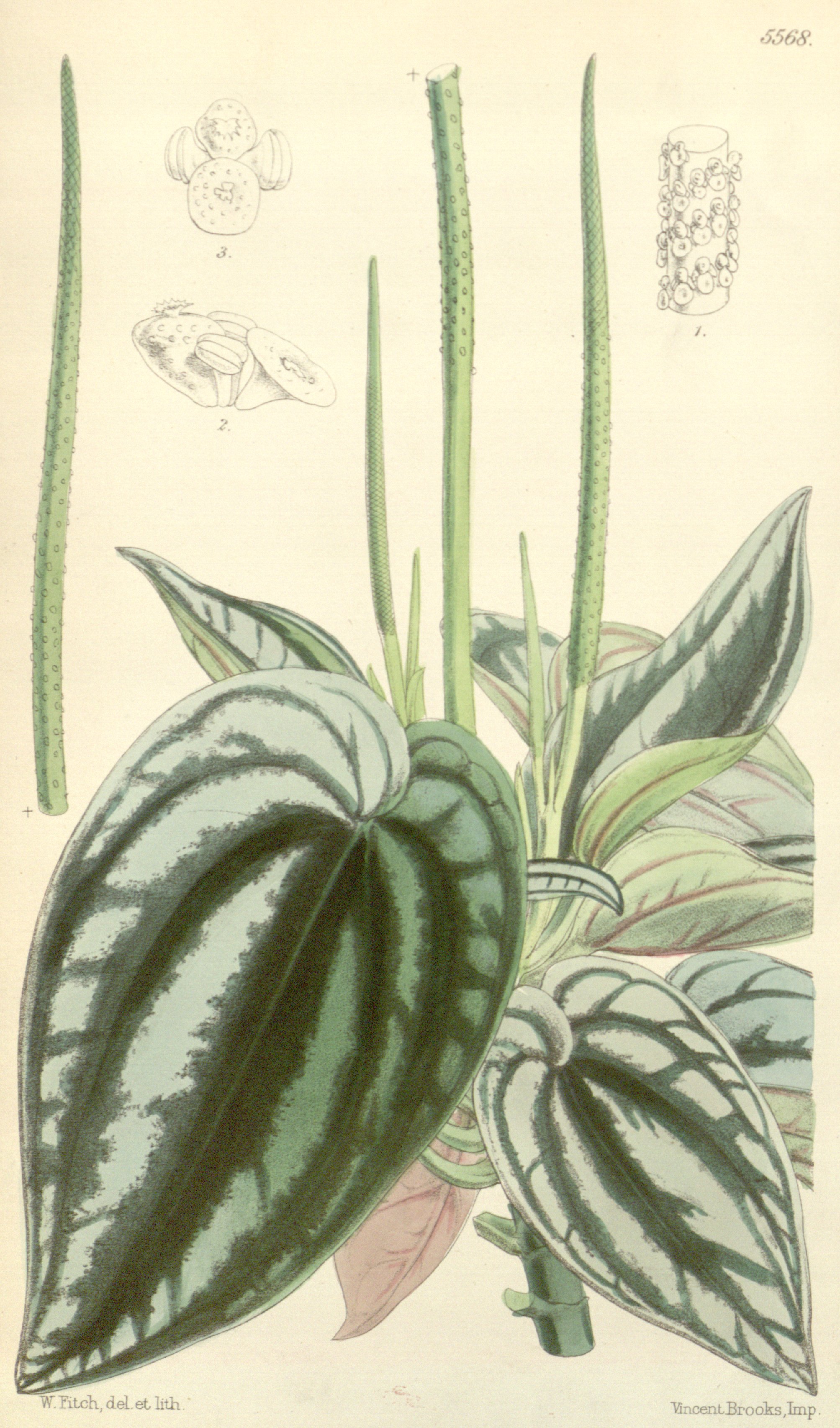 no full size  illustration available (3a)