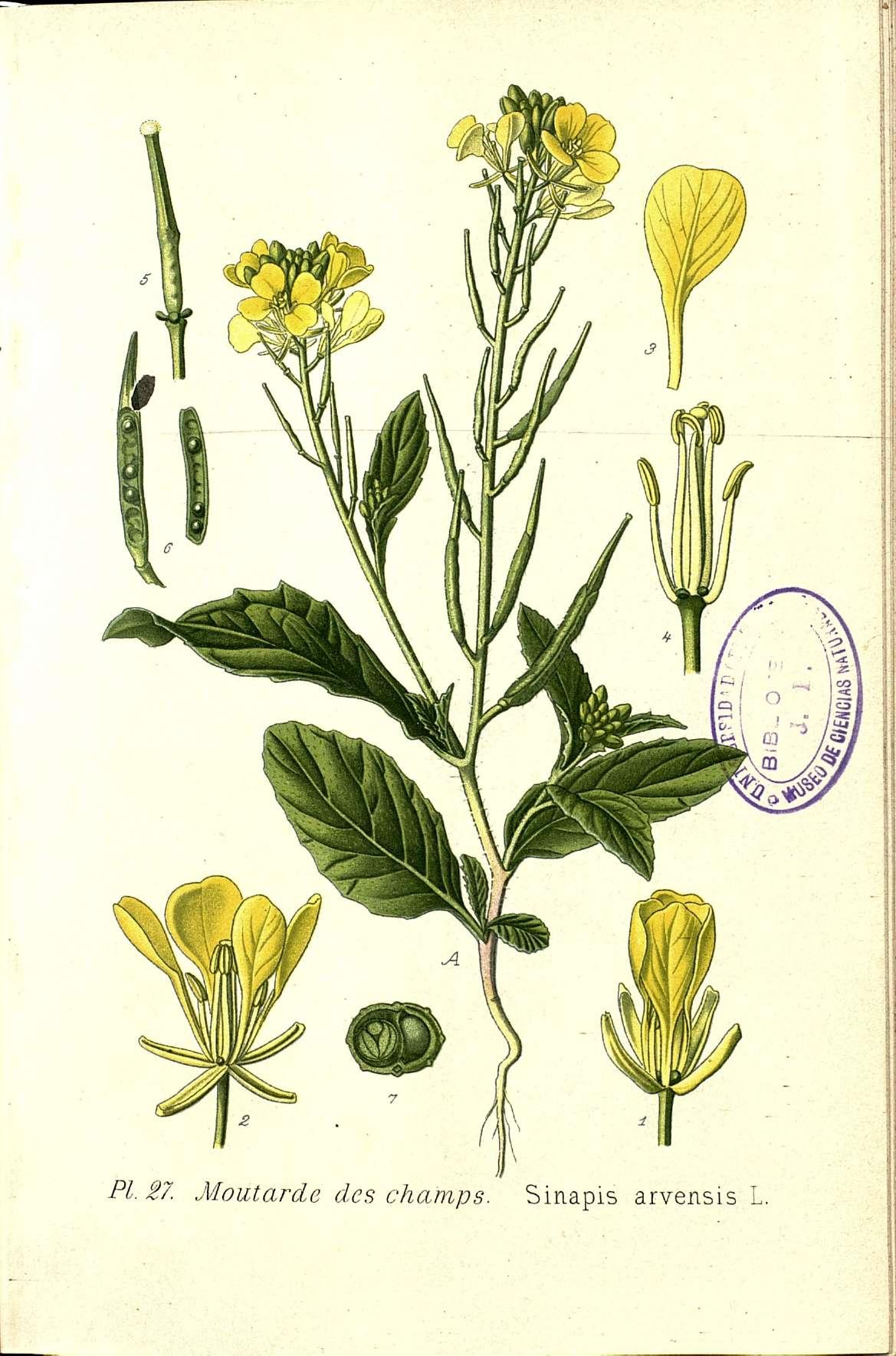 no full size  illustration available (3a)