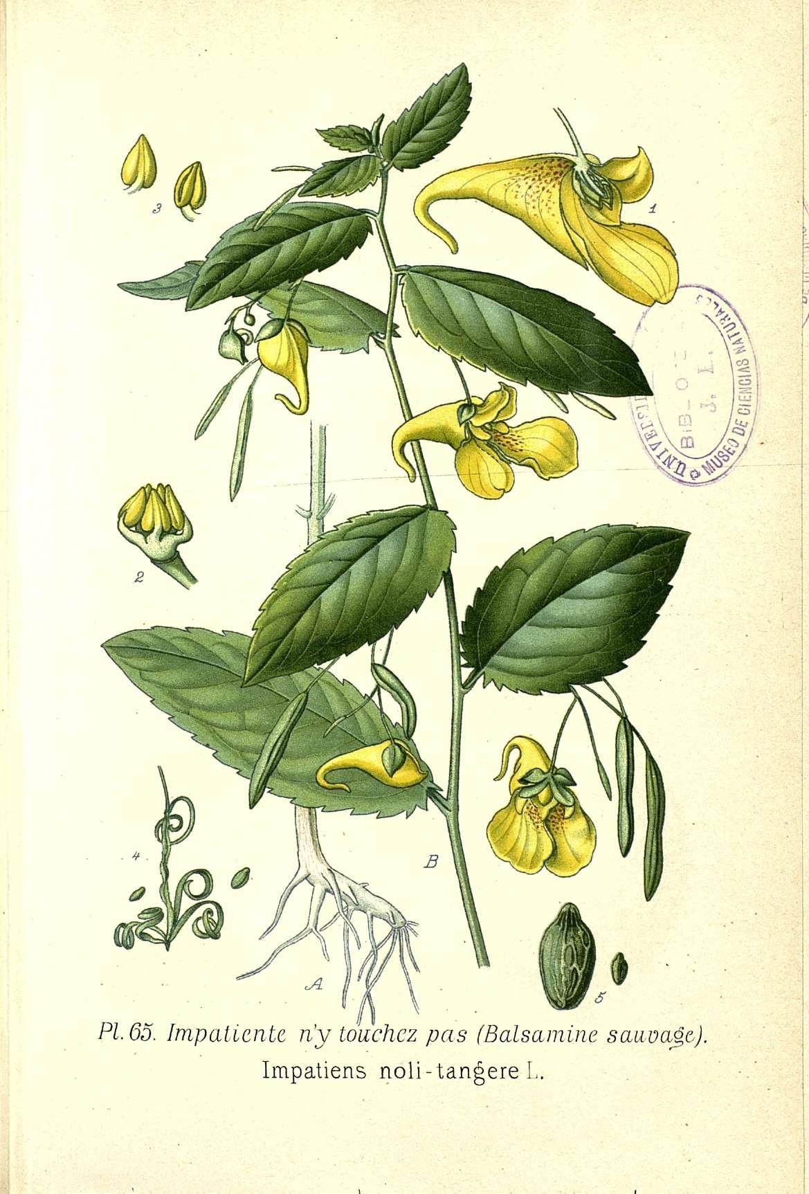 no full size  illustration available (3a)