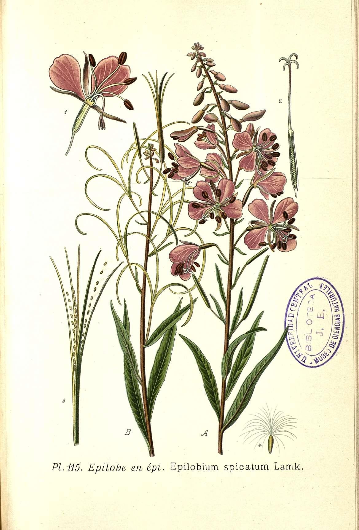 no full size  illustration available (3a)