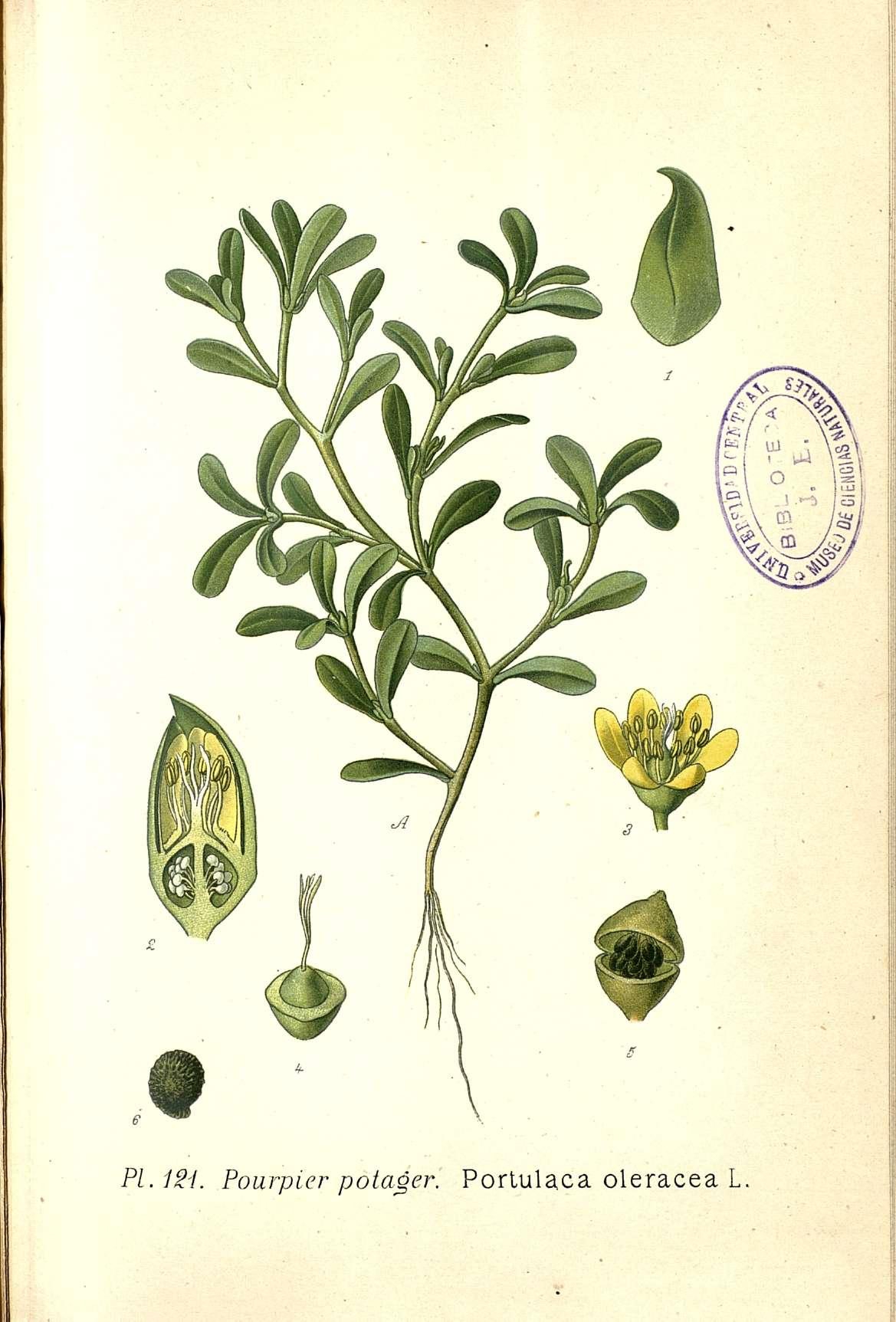 no full size  illustration available (3a)