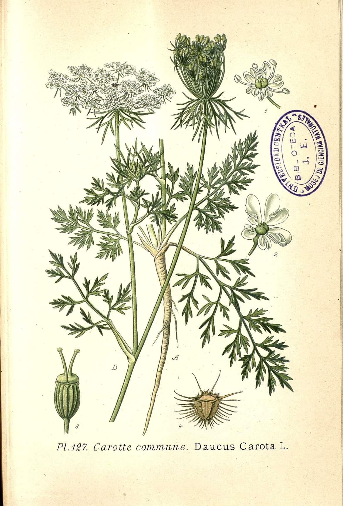 no full size  illustration available (3a)