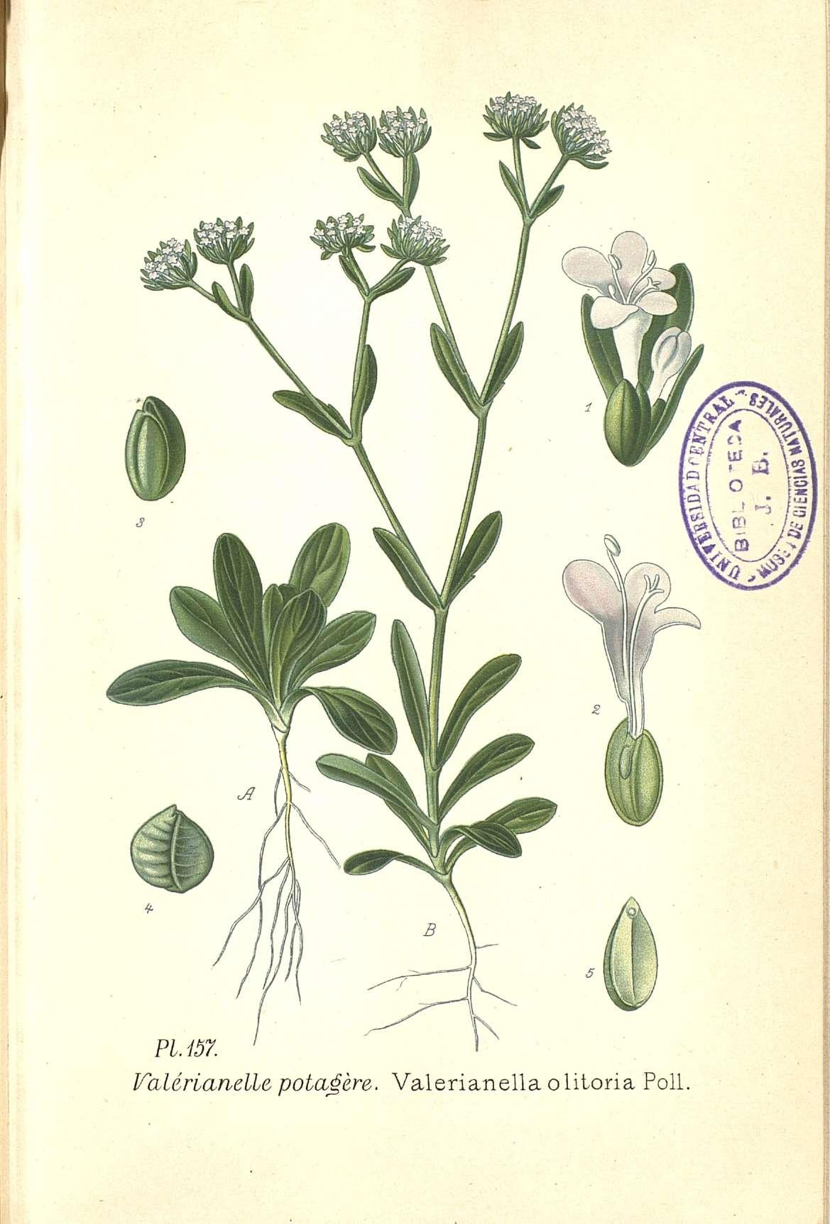 no full size  illustration available (3a)