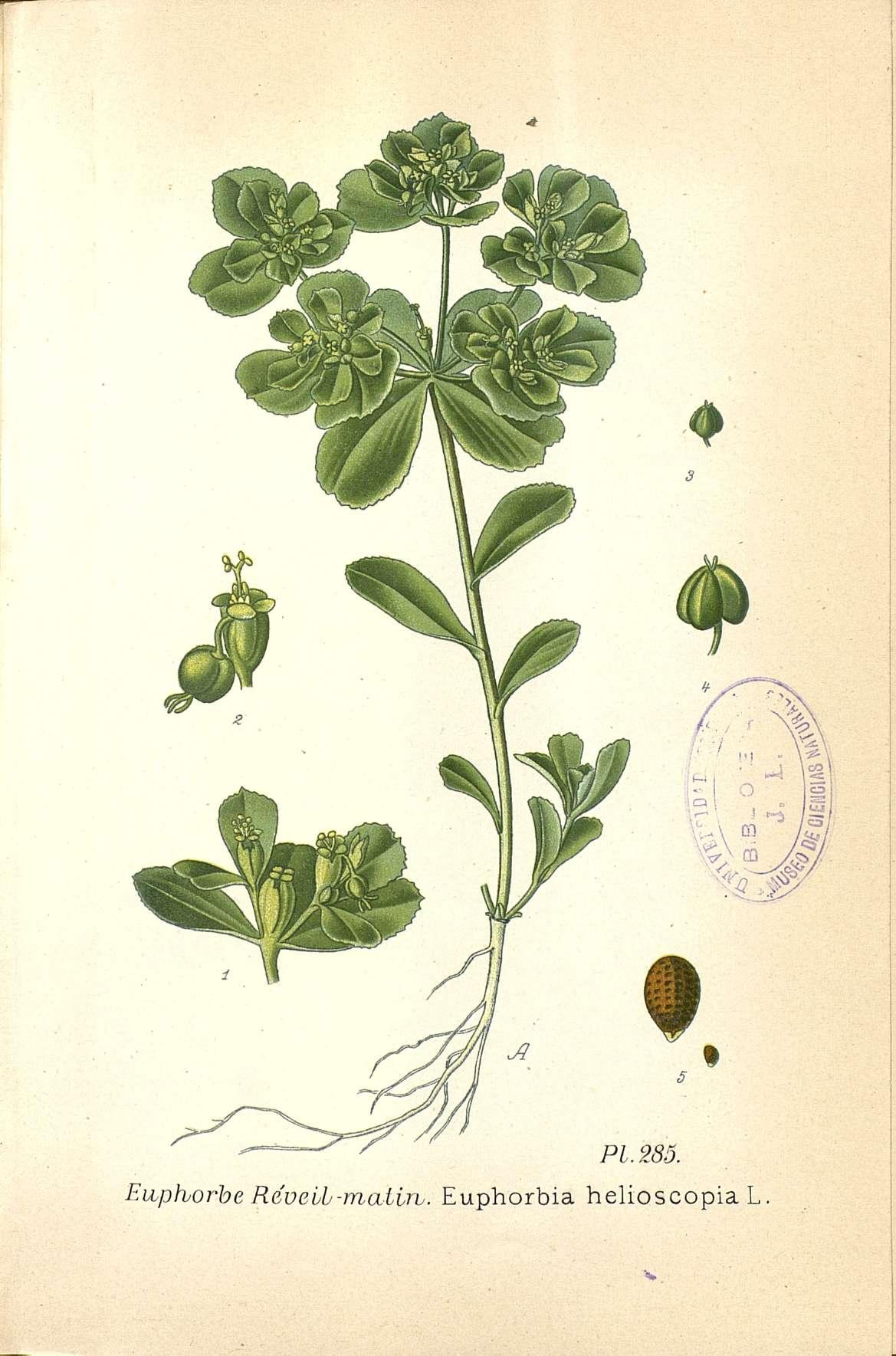 no full size  illustration available (3a)