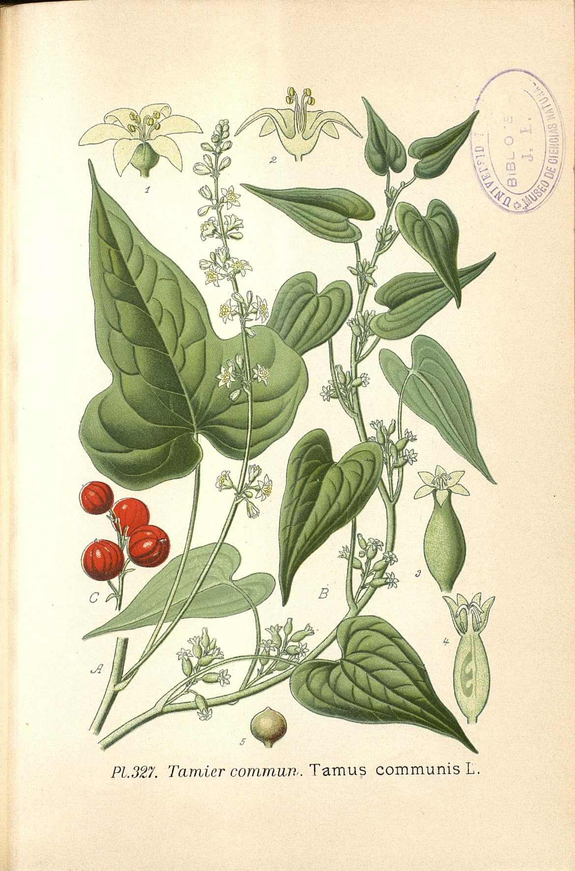 no full size  illustration available (3a)