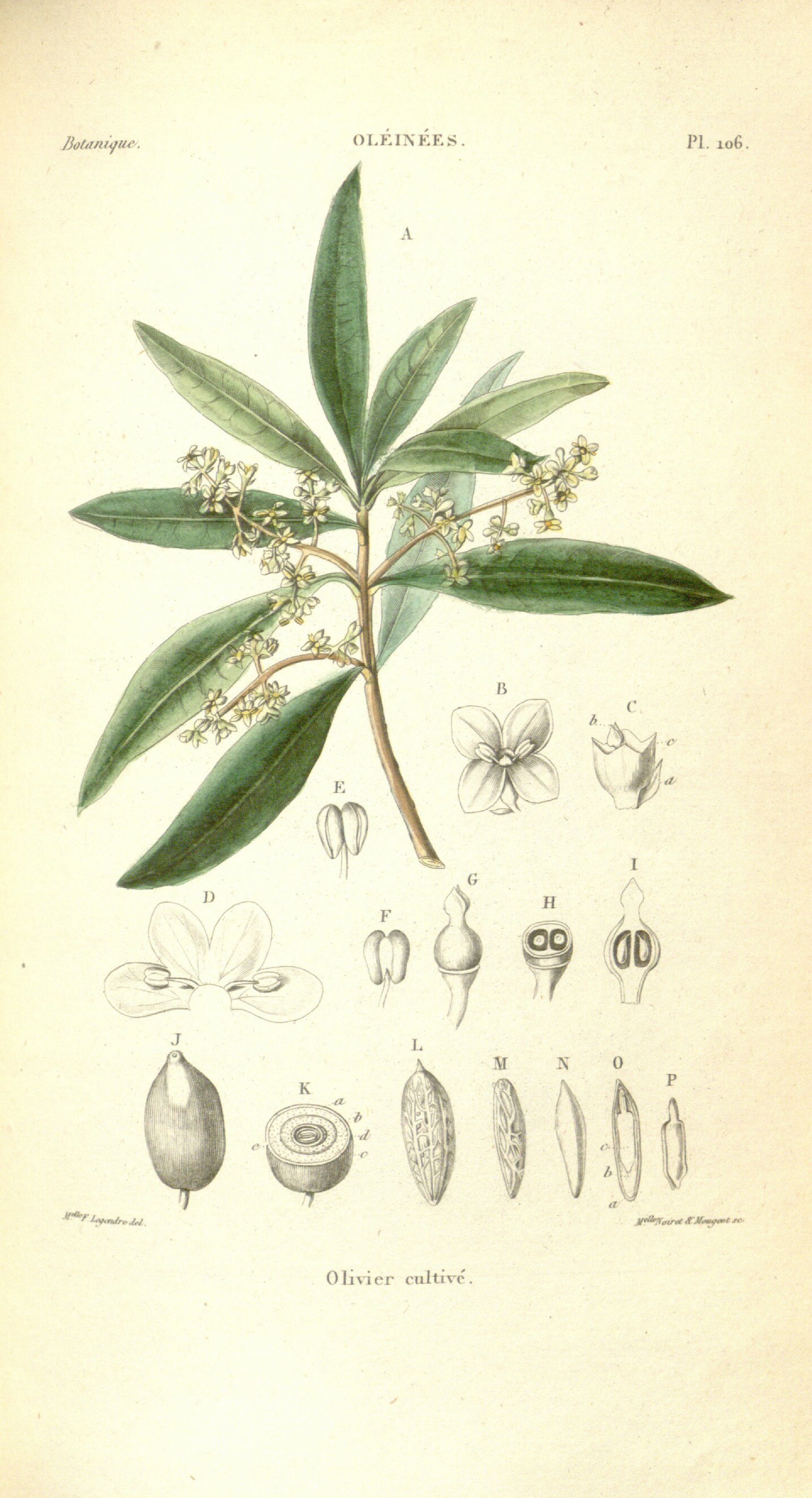 no full size  illustration available (3a)