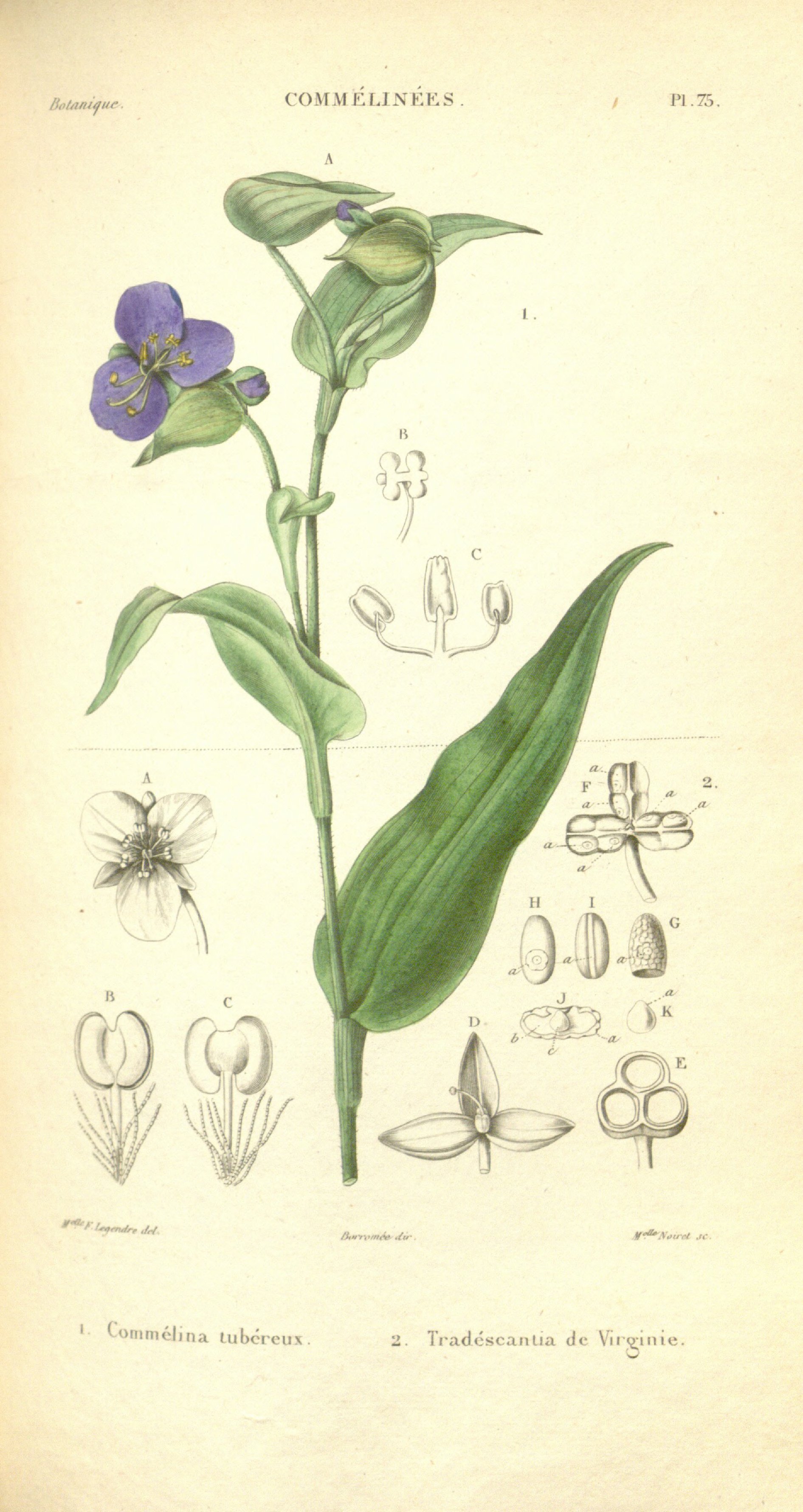 no full size  illustration available (3a)