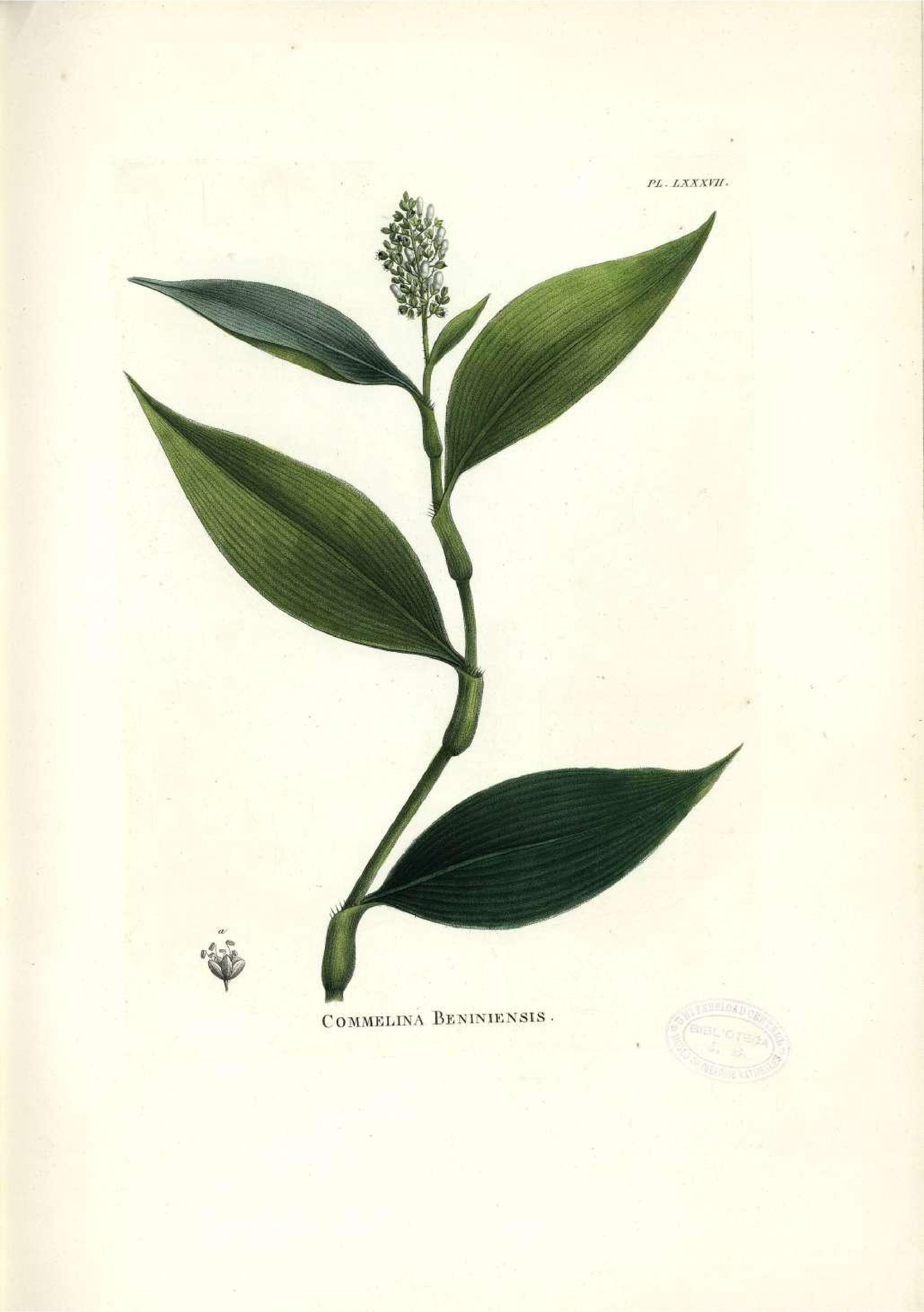 no full size  illustration available (3a)