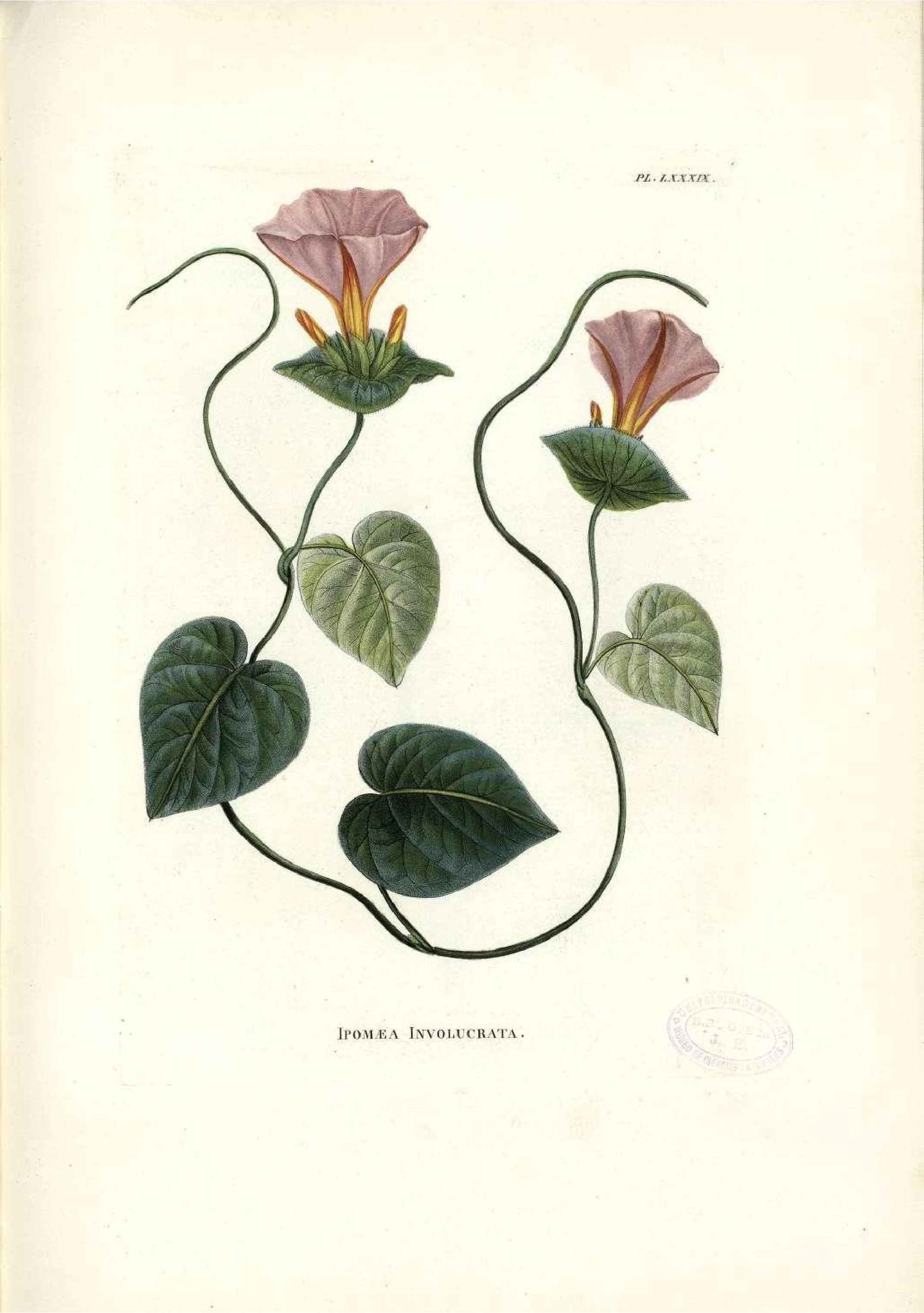 no full size  illustration available (3a)