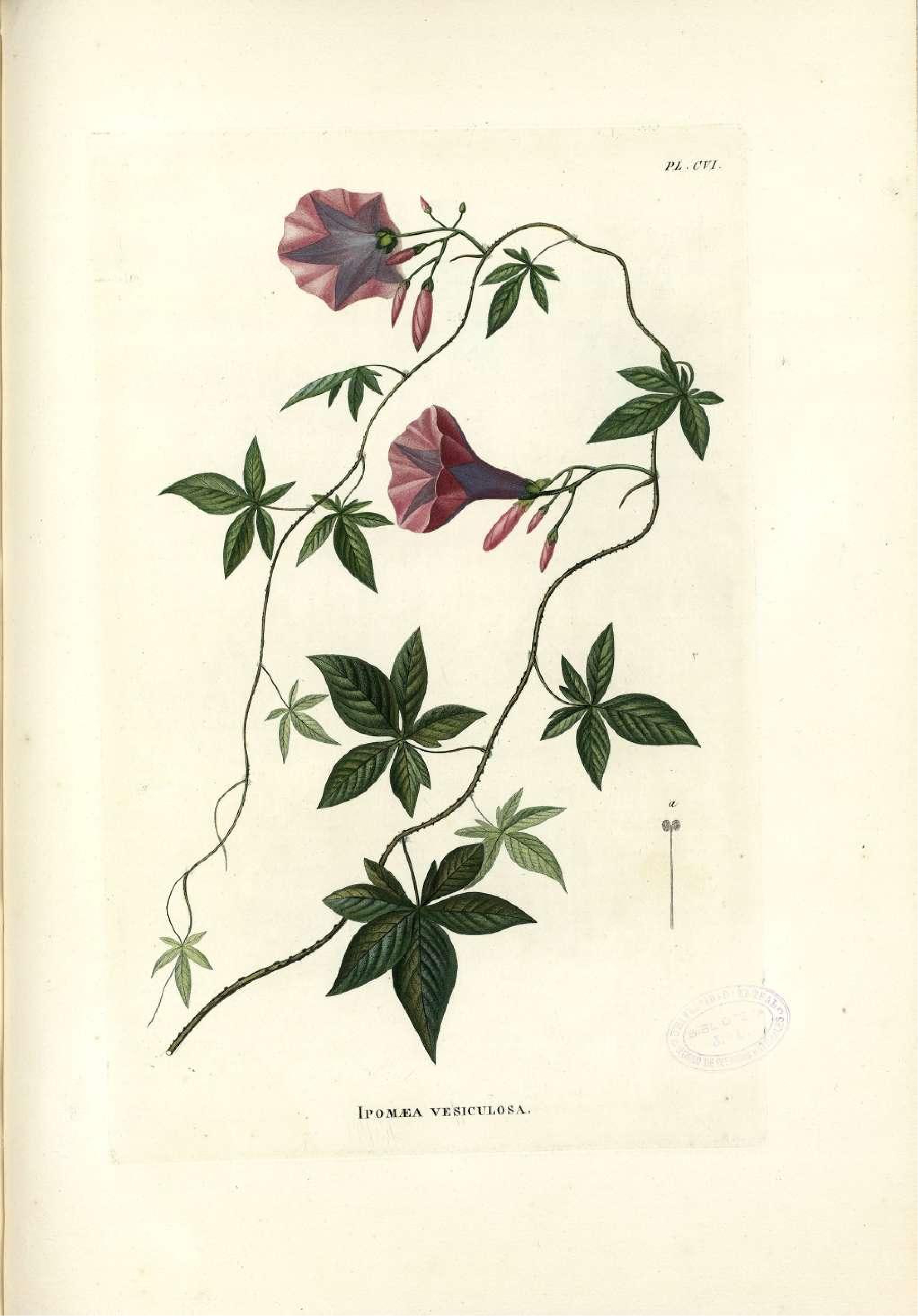 no full size  illustration available (3a)