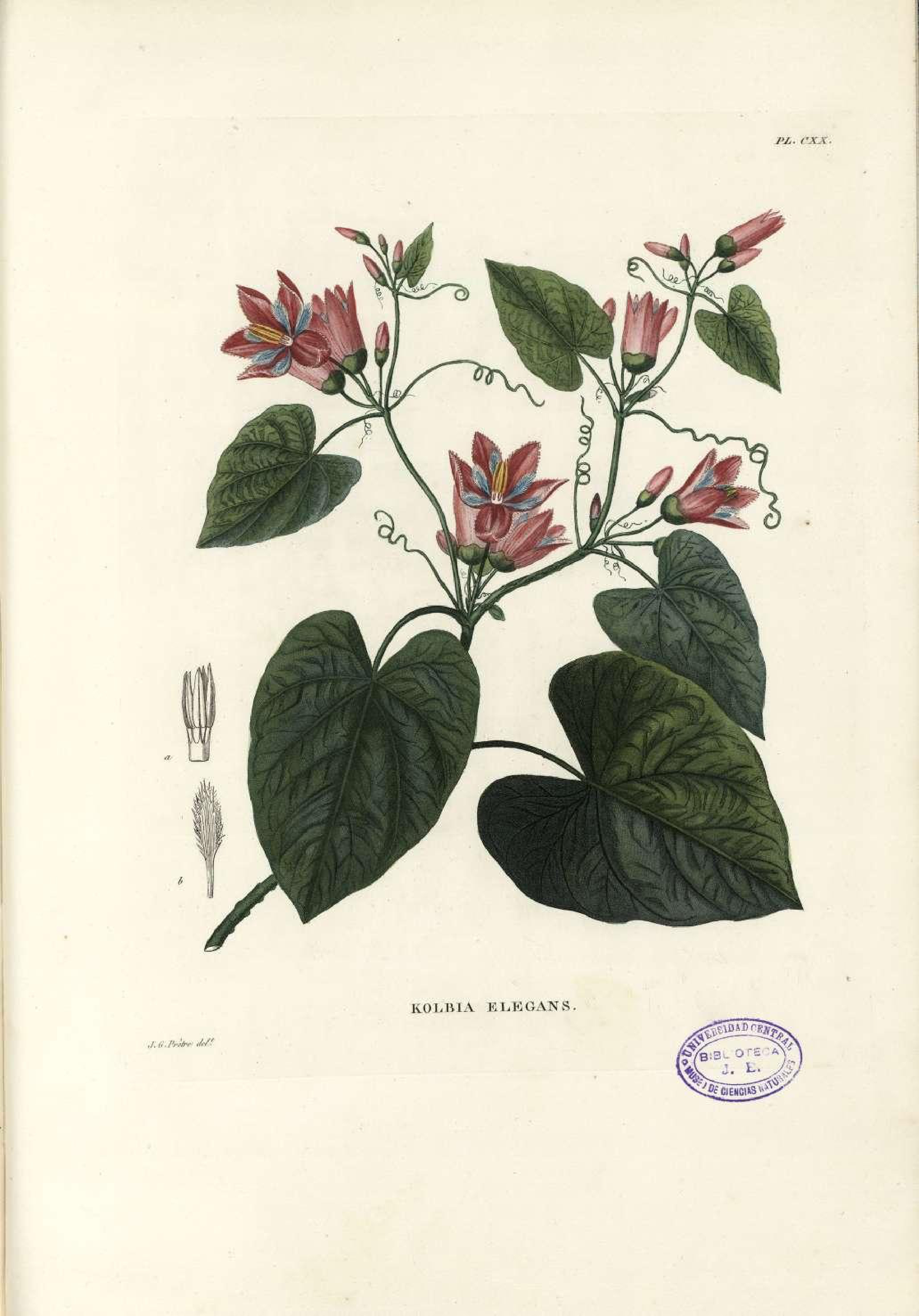 no full size  illustration available (3a)