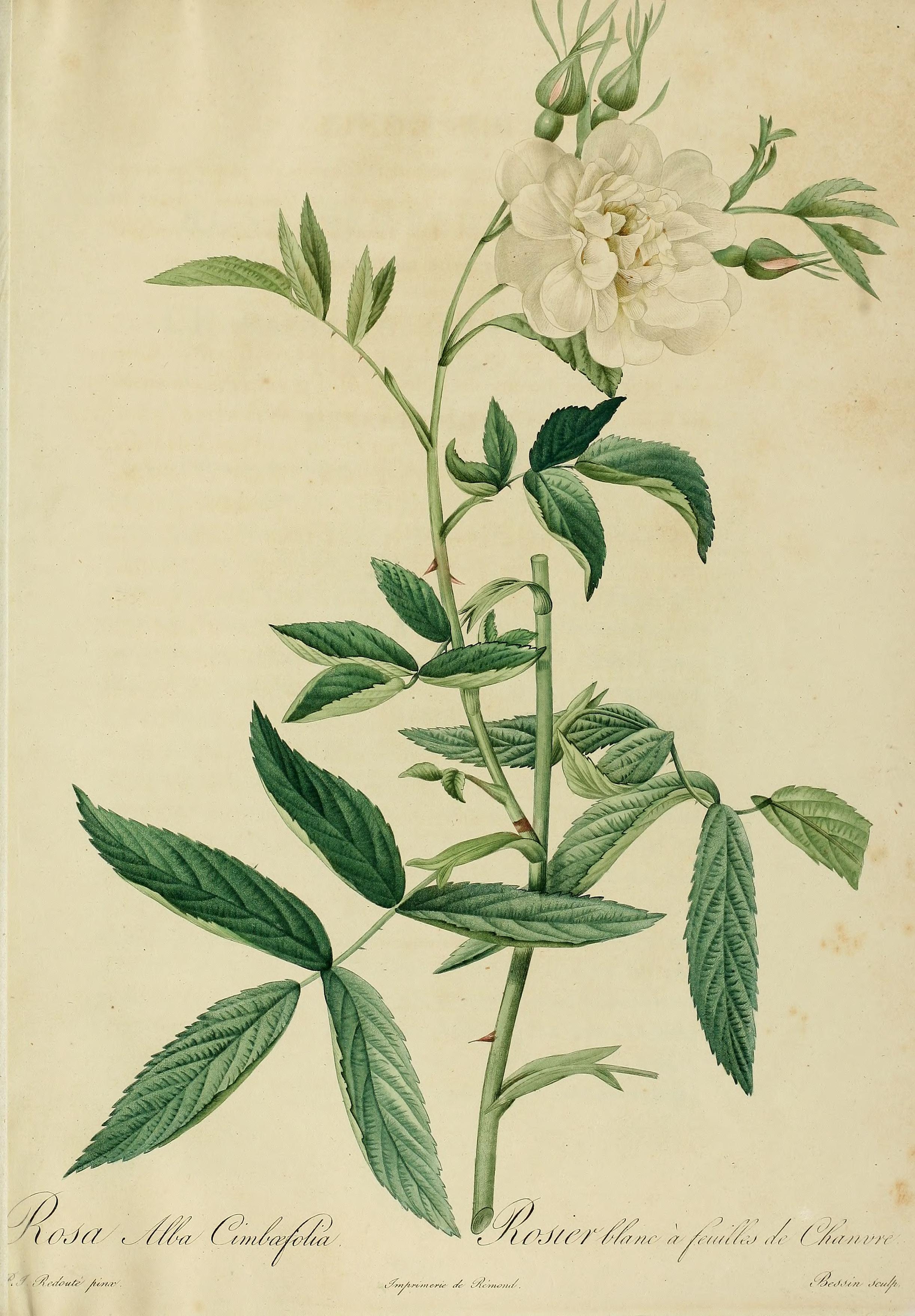 no full size  illustration available (3a)