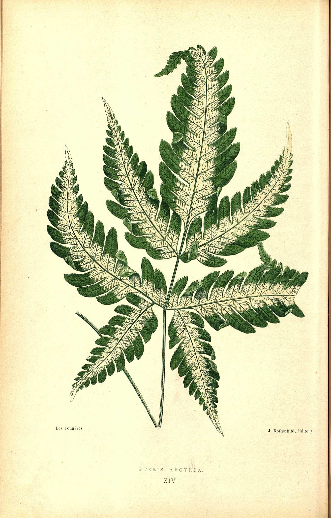 no full size  illustration available (3a)