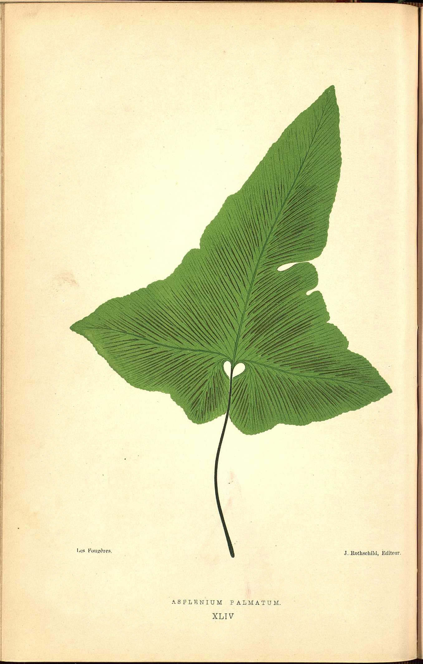 no full size  illustration available (3a)