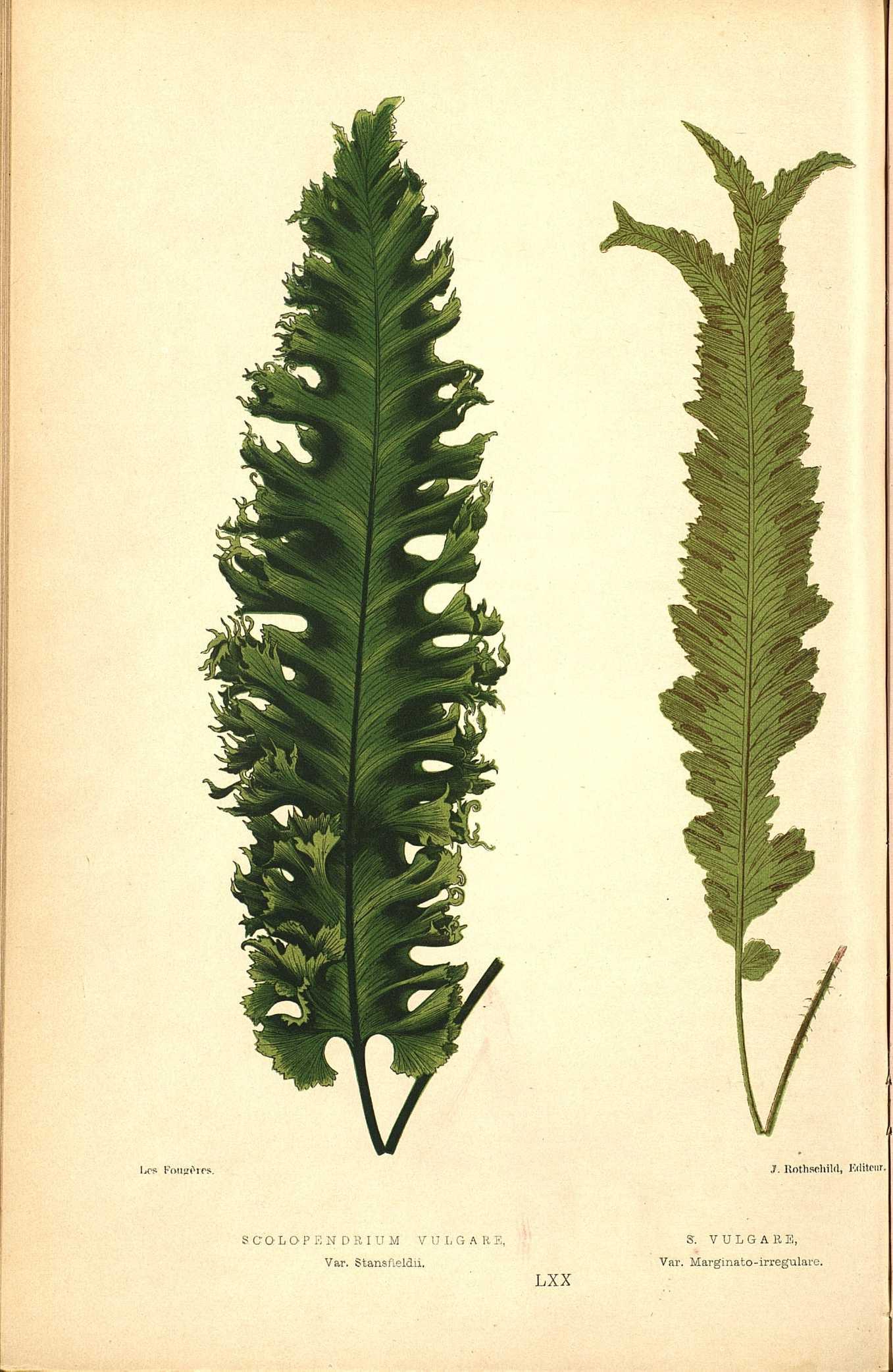 no full size  illustration available (3a)