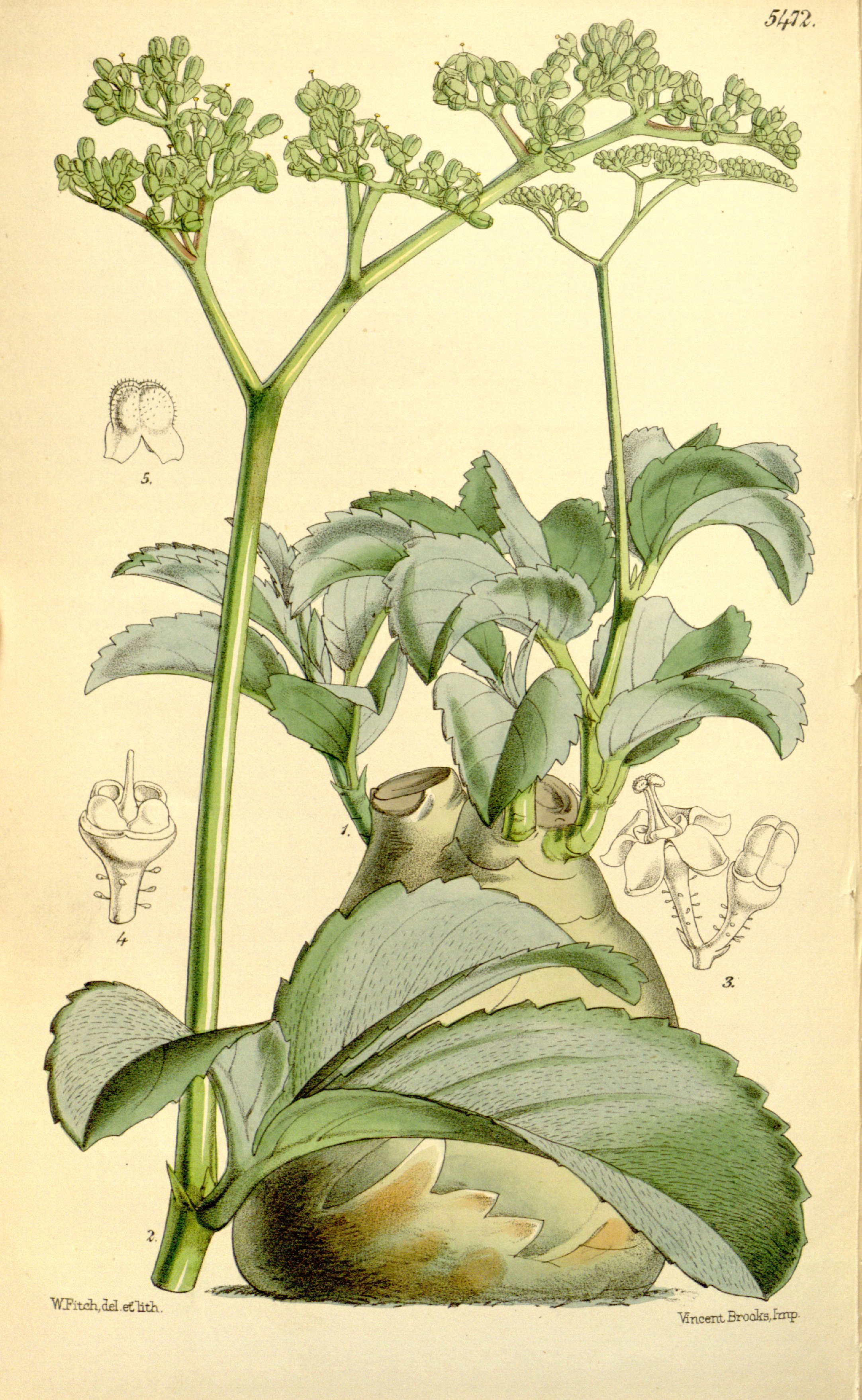 no full size  illustration available (3a)