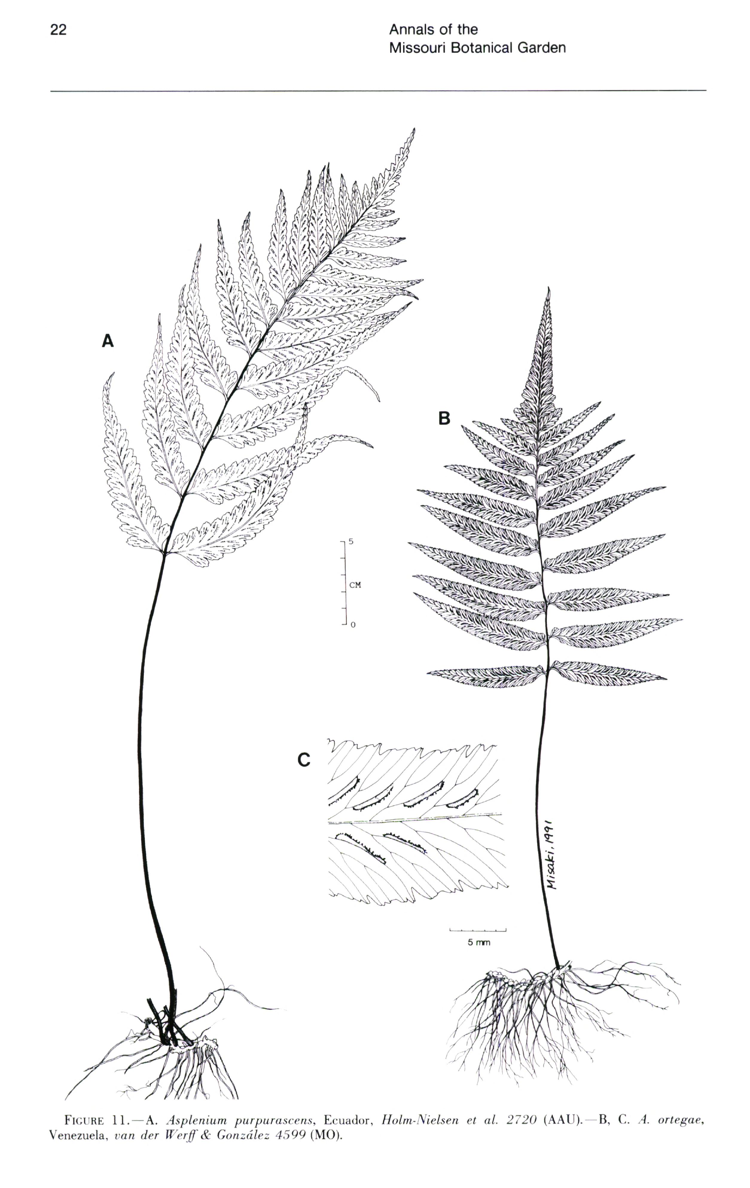 no full size  illustration available (3a)