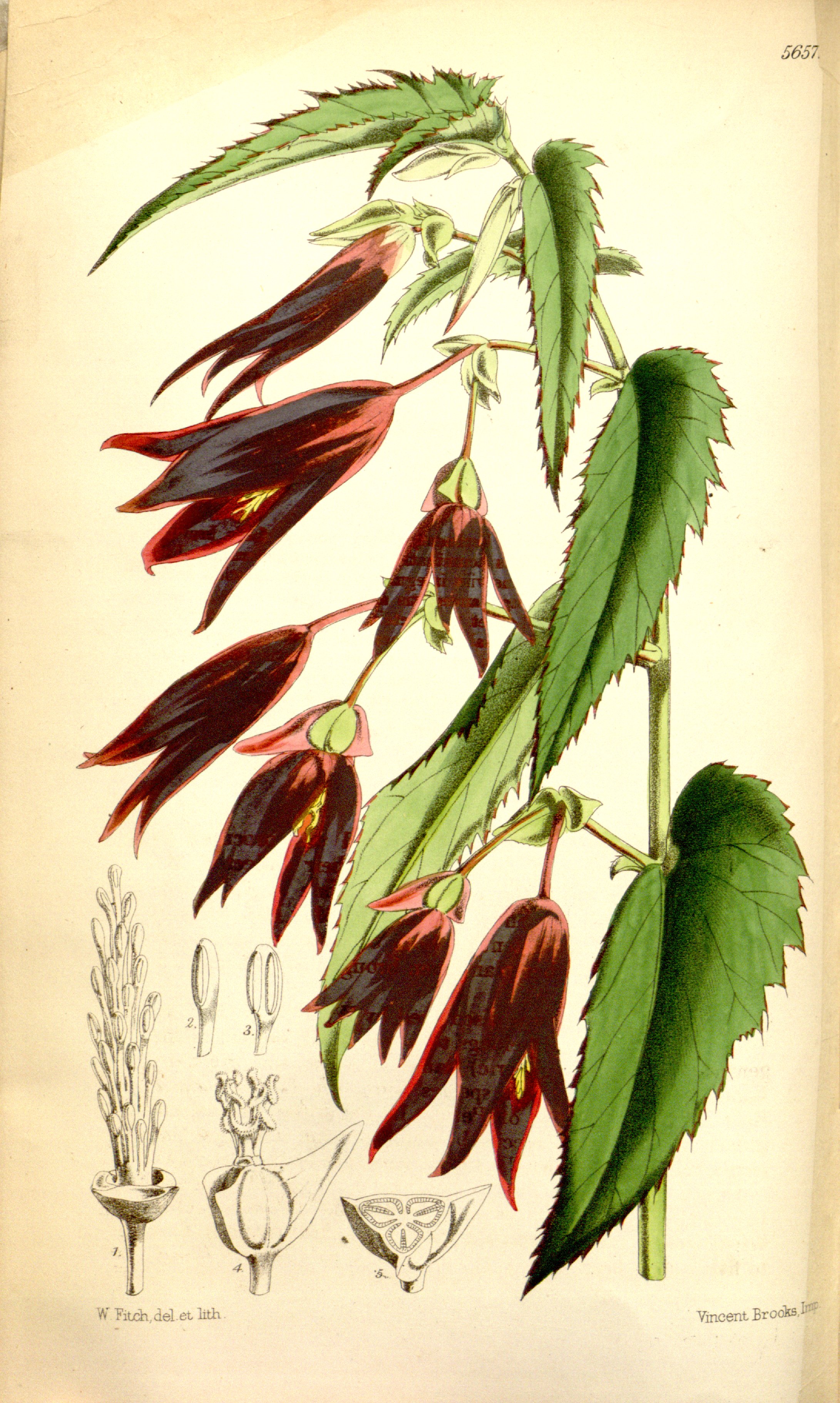 no full size  illustration available (3a)