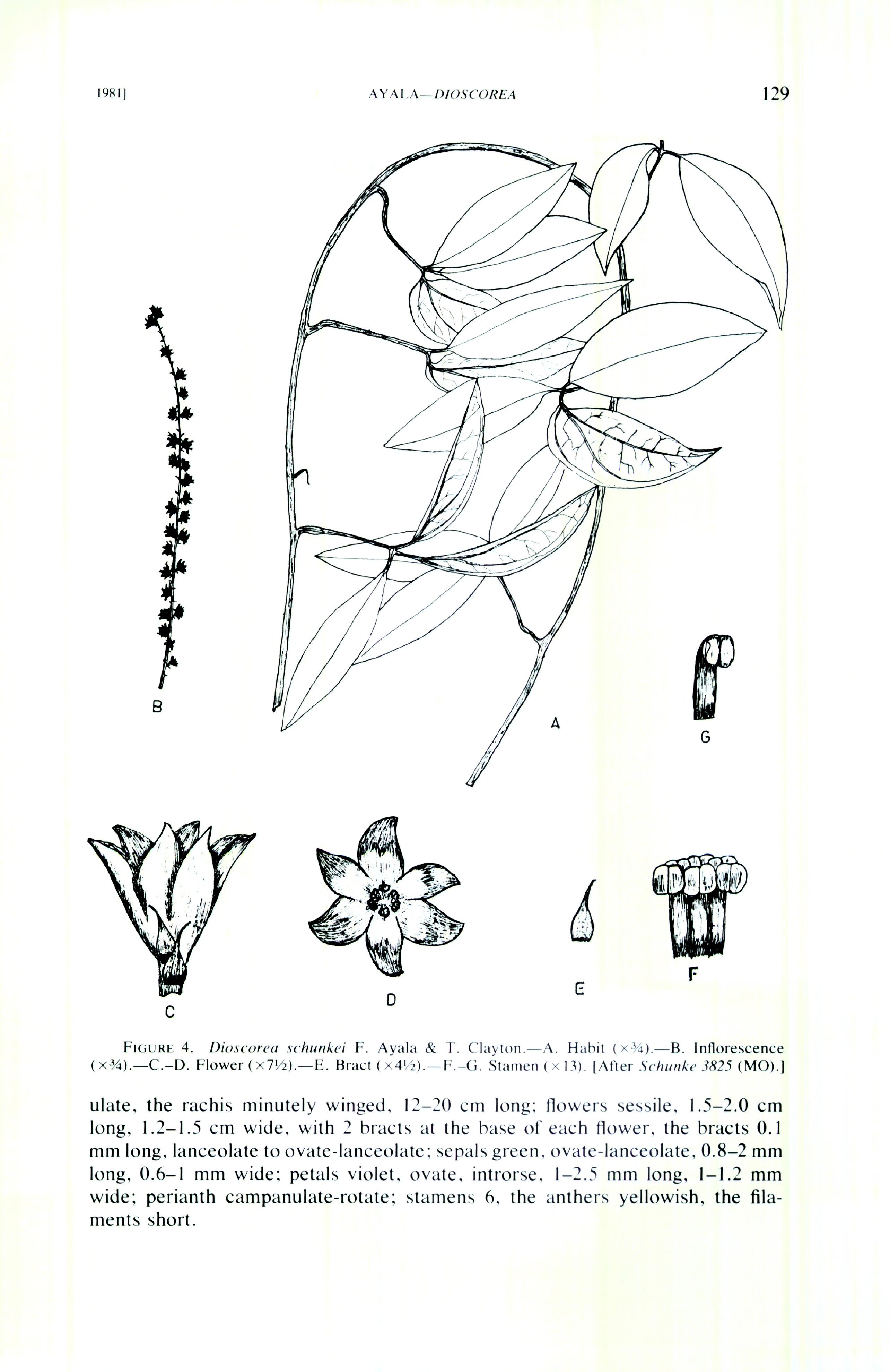 no full size  illustration available (3a)