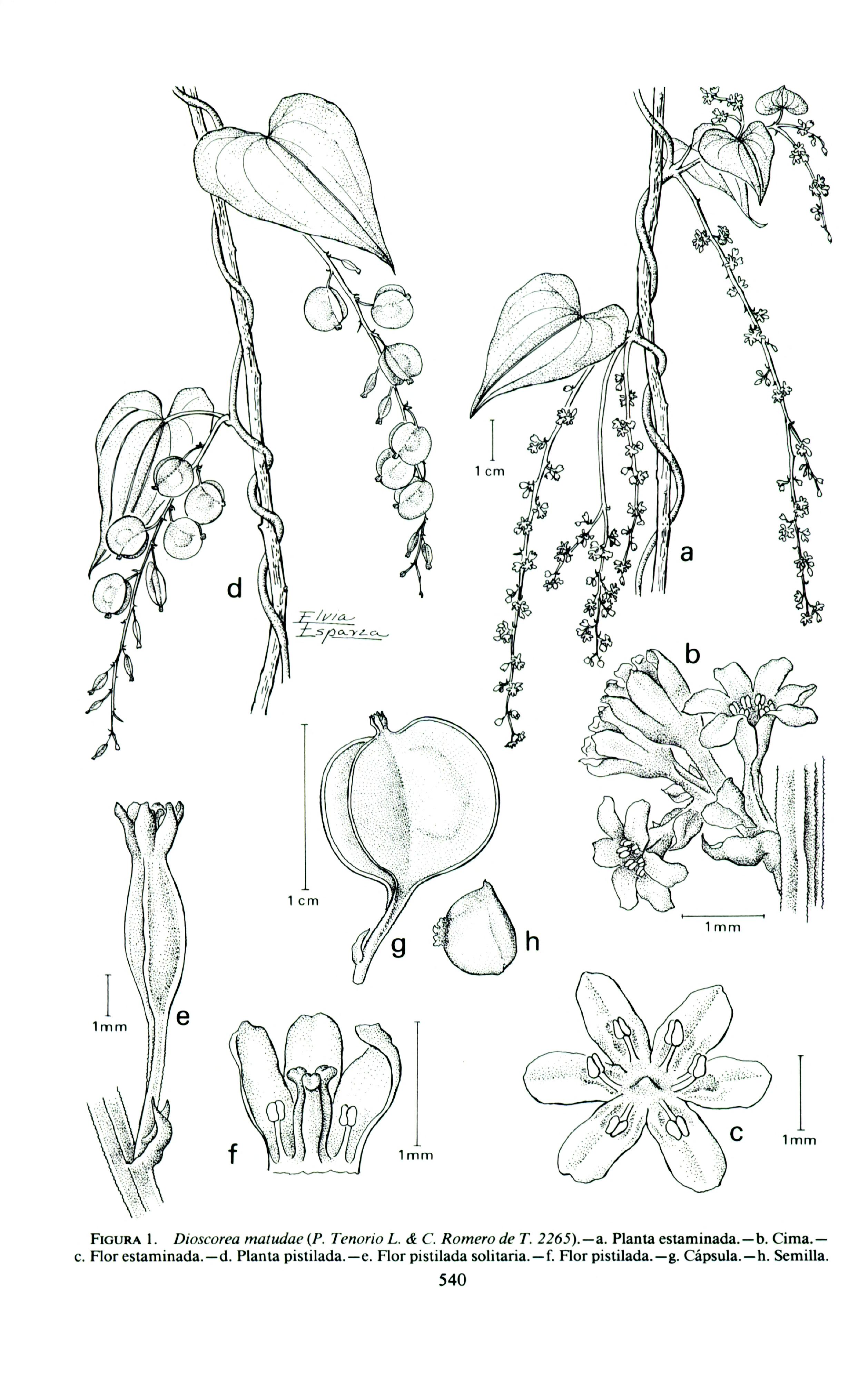 no full size  illustration available (3a)