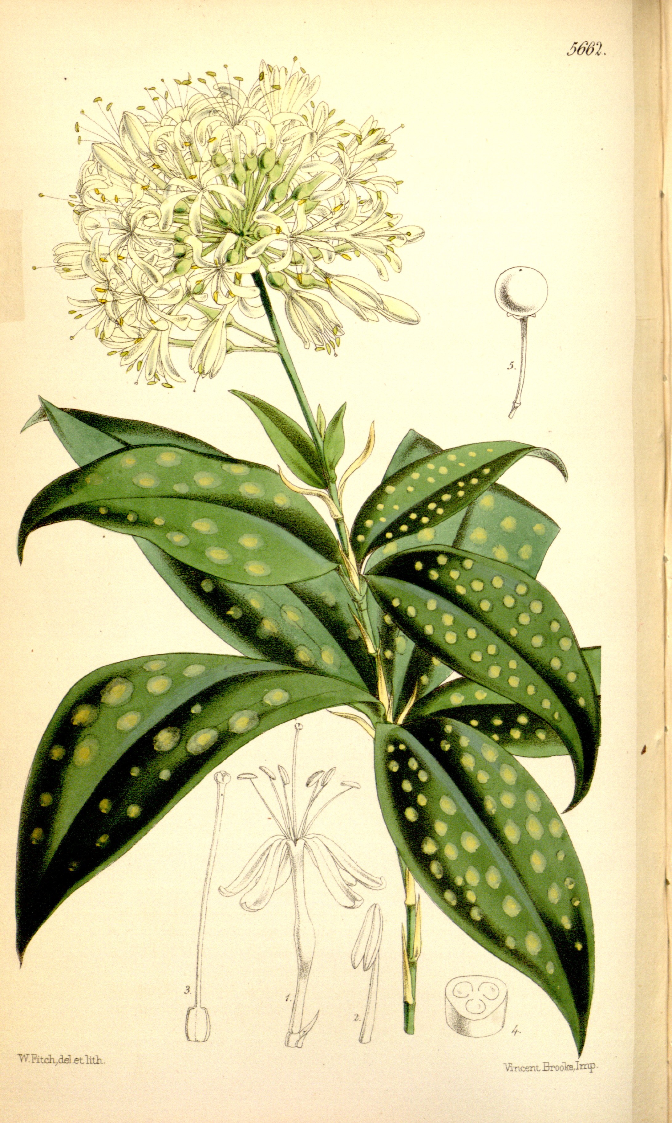 no full size  illustration available (3a)